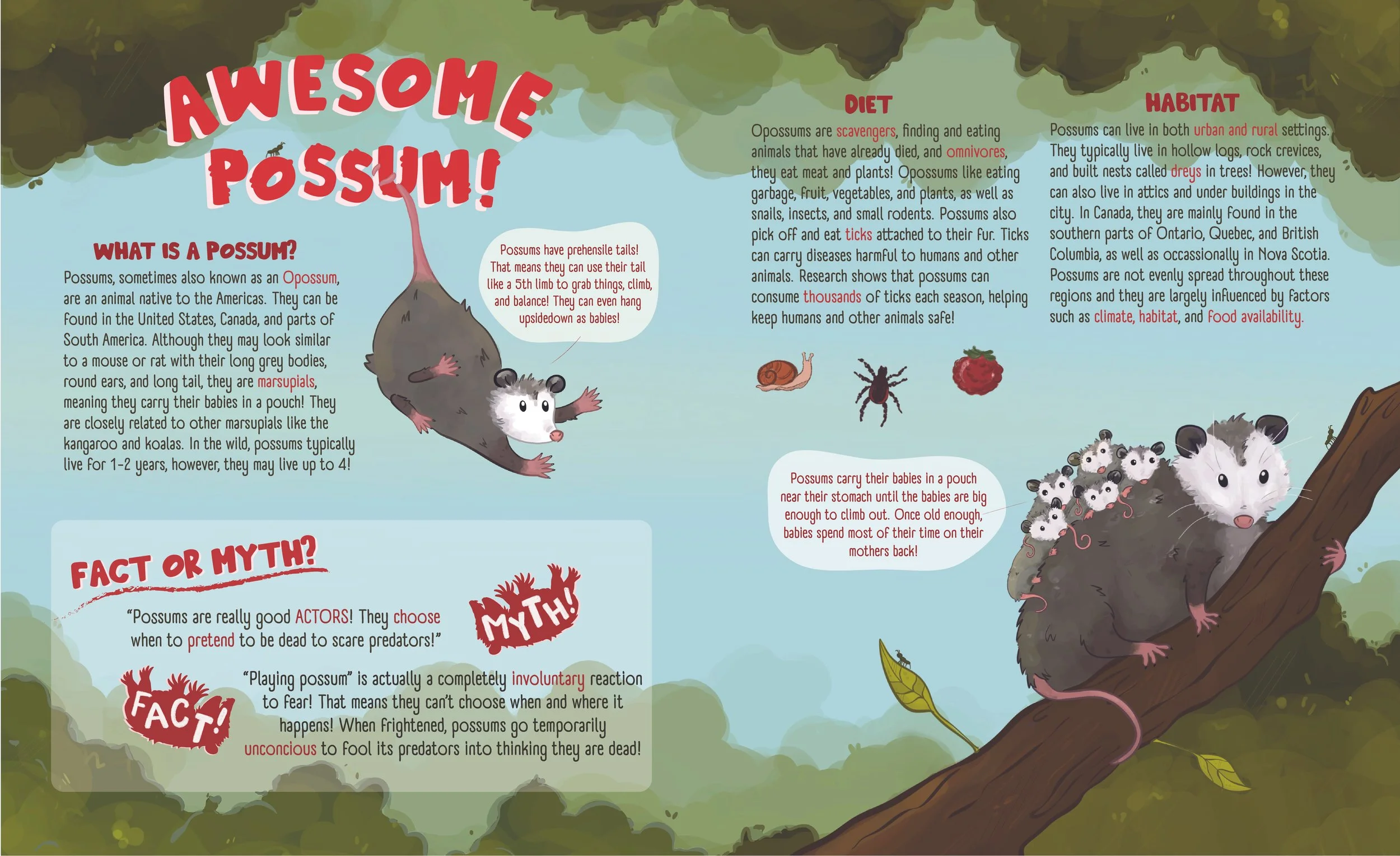 An educational children's magazine page about opossums.
