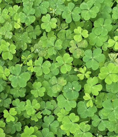 ADD SOME CHARM TO YOUR LIFE