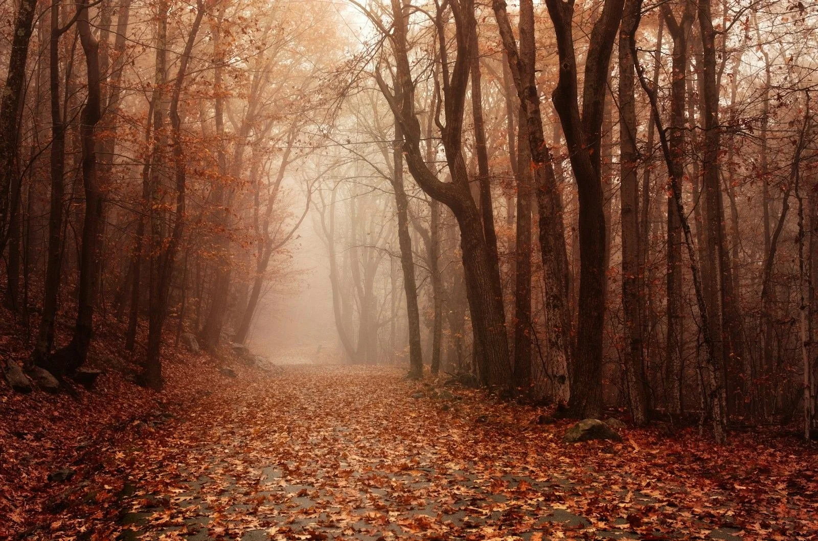 An autumn woodland path covered in fallen leaves, fading into soft mist.