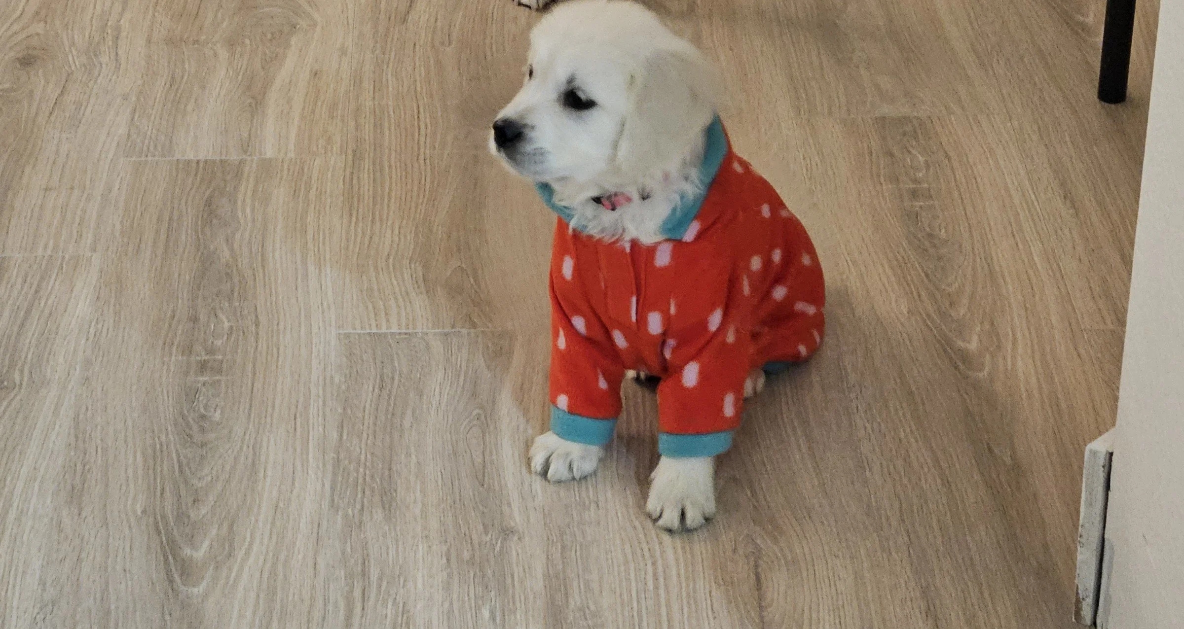 My new puppy checklist (and everything I bought too big)