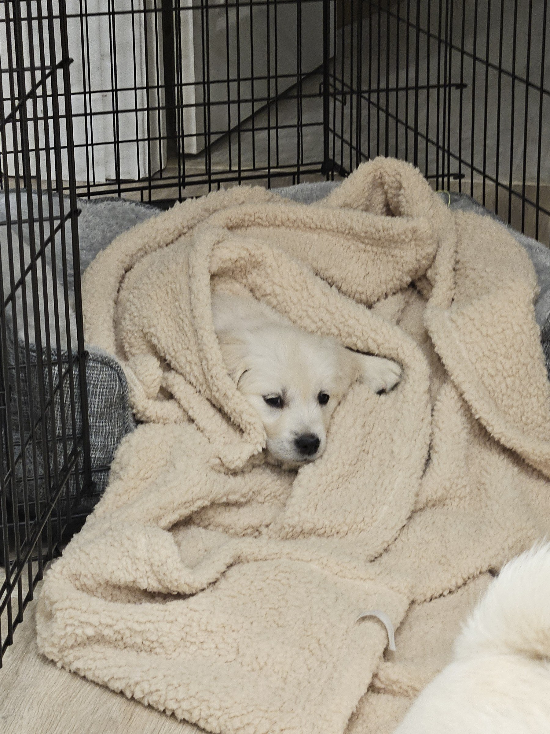 Puppy curled up in a soft blanket inside her new crate