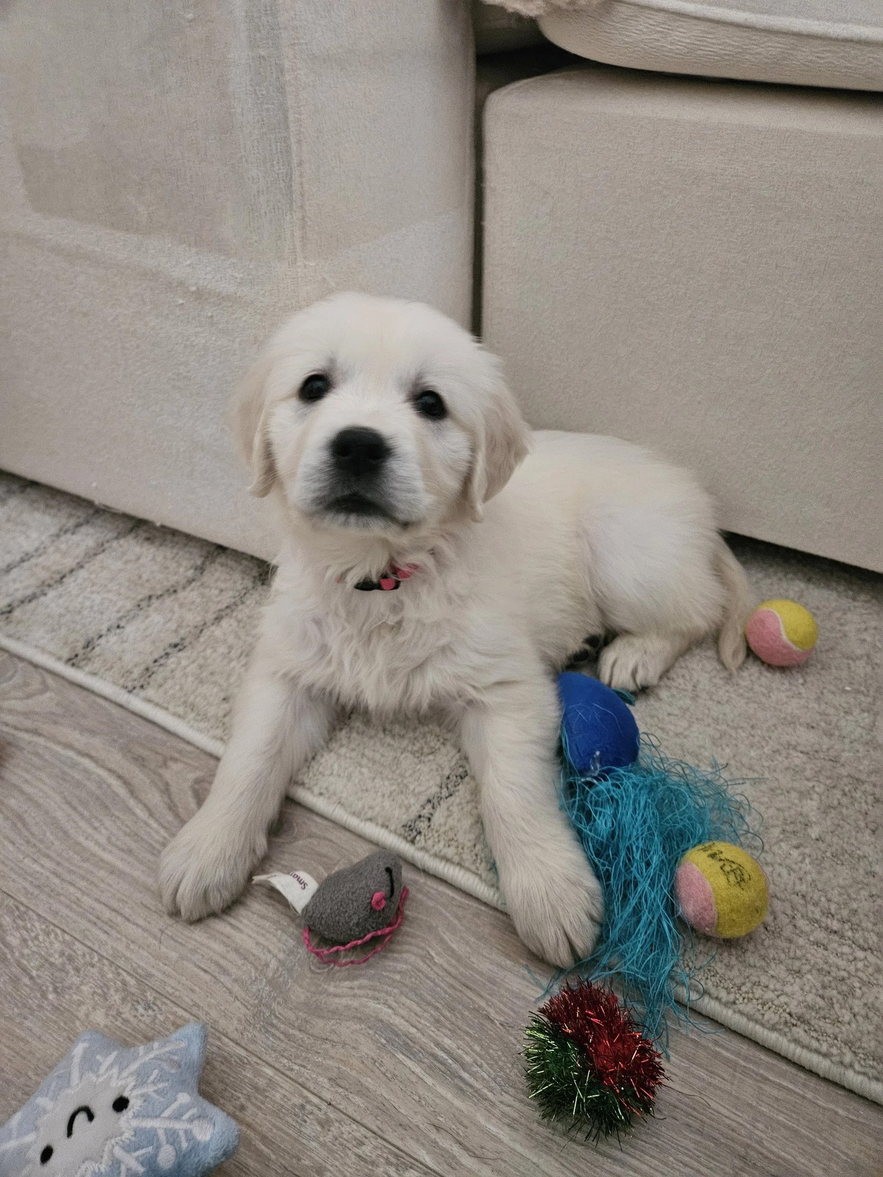White puppy sitting on the floor next to a pile of dog toys
