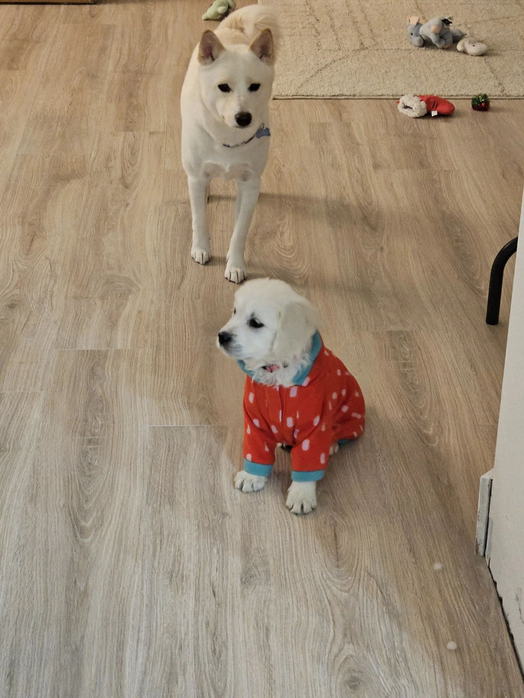 Puppy in a little strawberry outfit on her first day at home