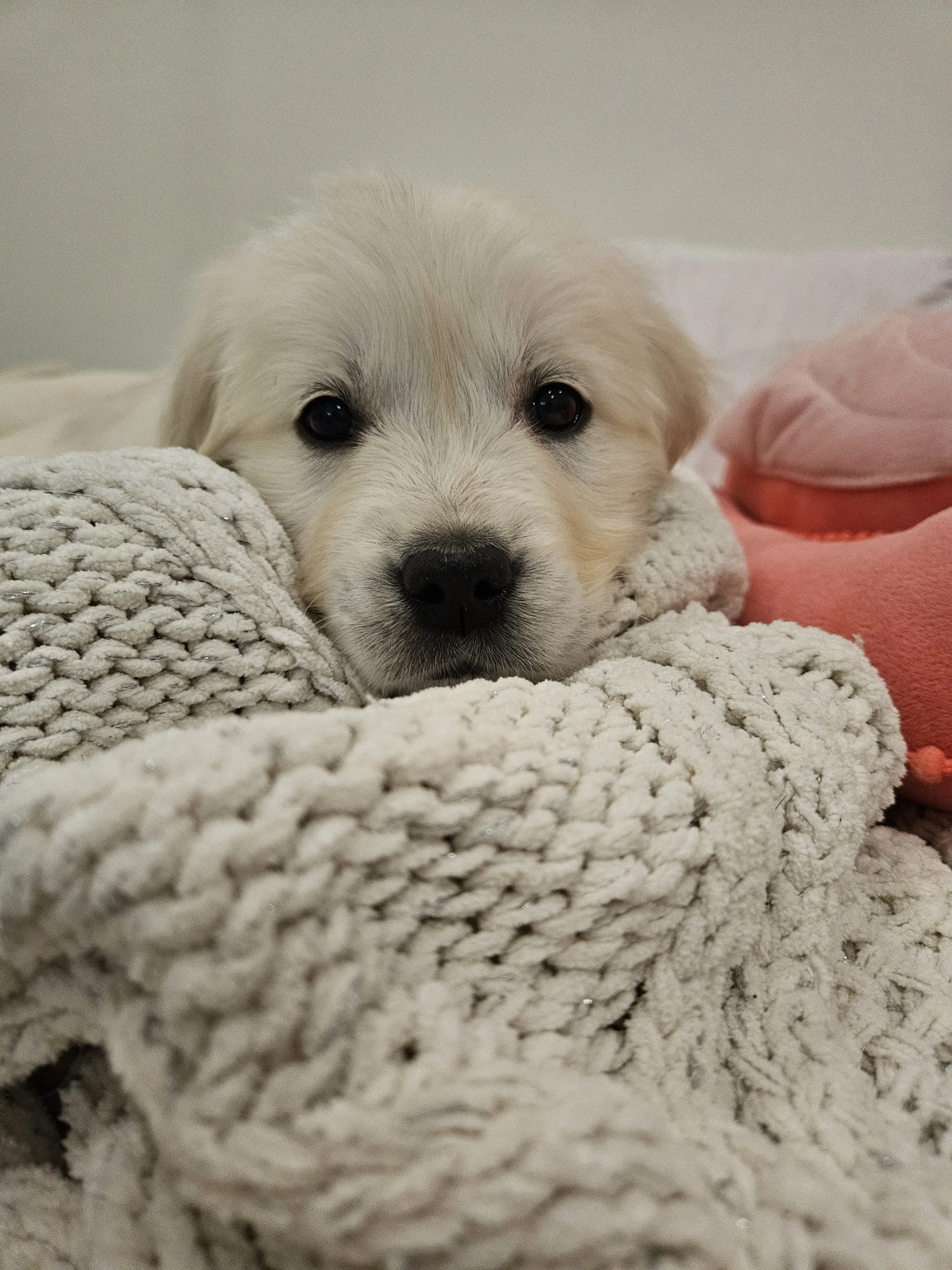 New puppy checklist essentials: a white puppy resting her chin on the soft blanket waiting for her at home