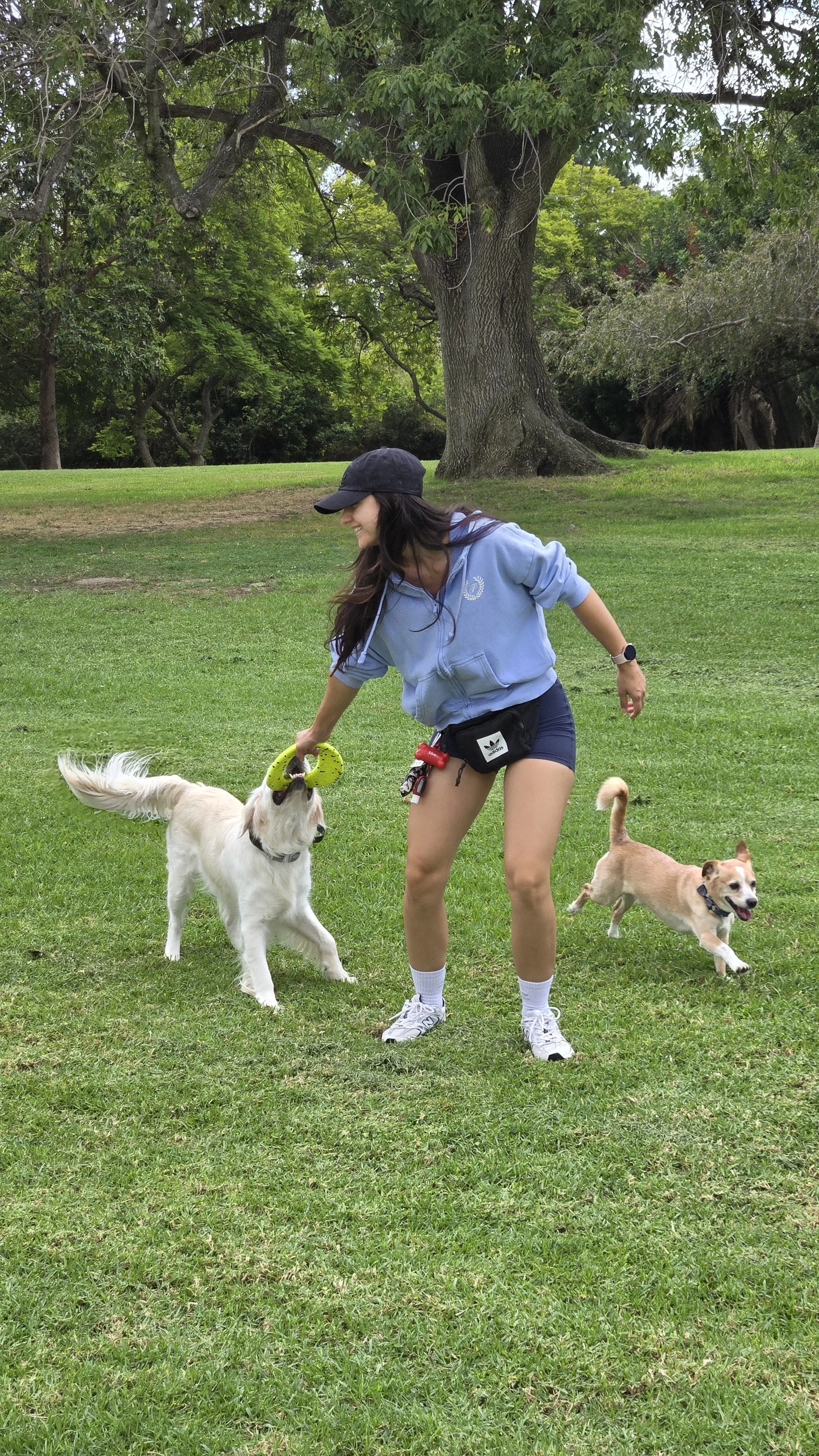 Playing tug with two of my dogs on the grass at the park on a cloudy morning