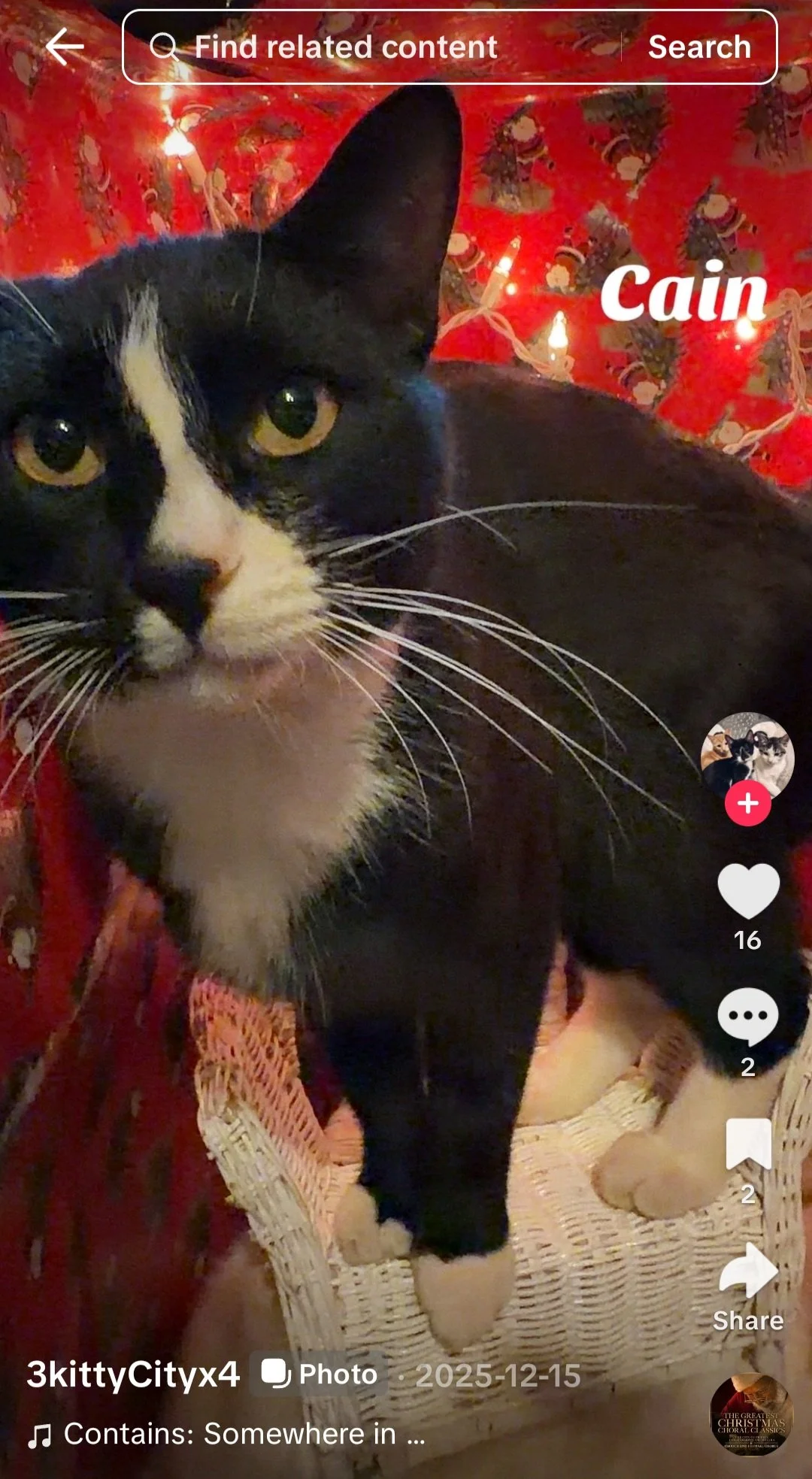 🐾 Help Sarah Hays Find Loving Forever Homes for Her Foster Cats 🐾