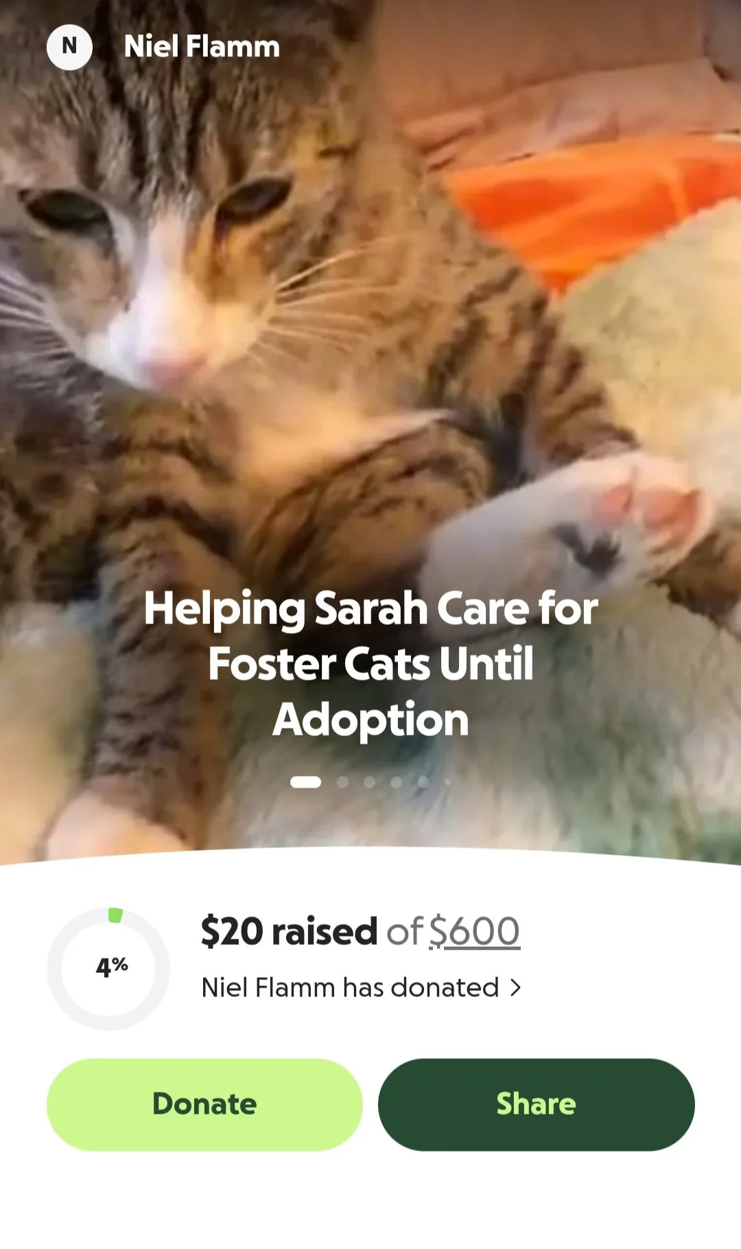 Help Sarah Hays Care for Foster Cats Until They Find Forever Homes