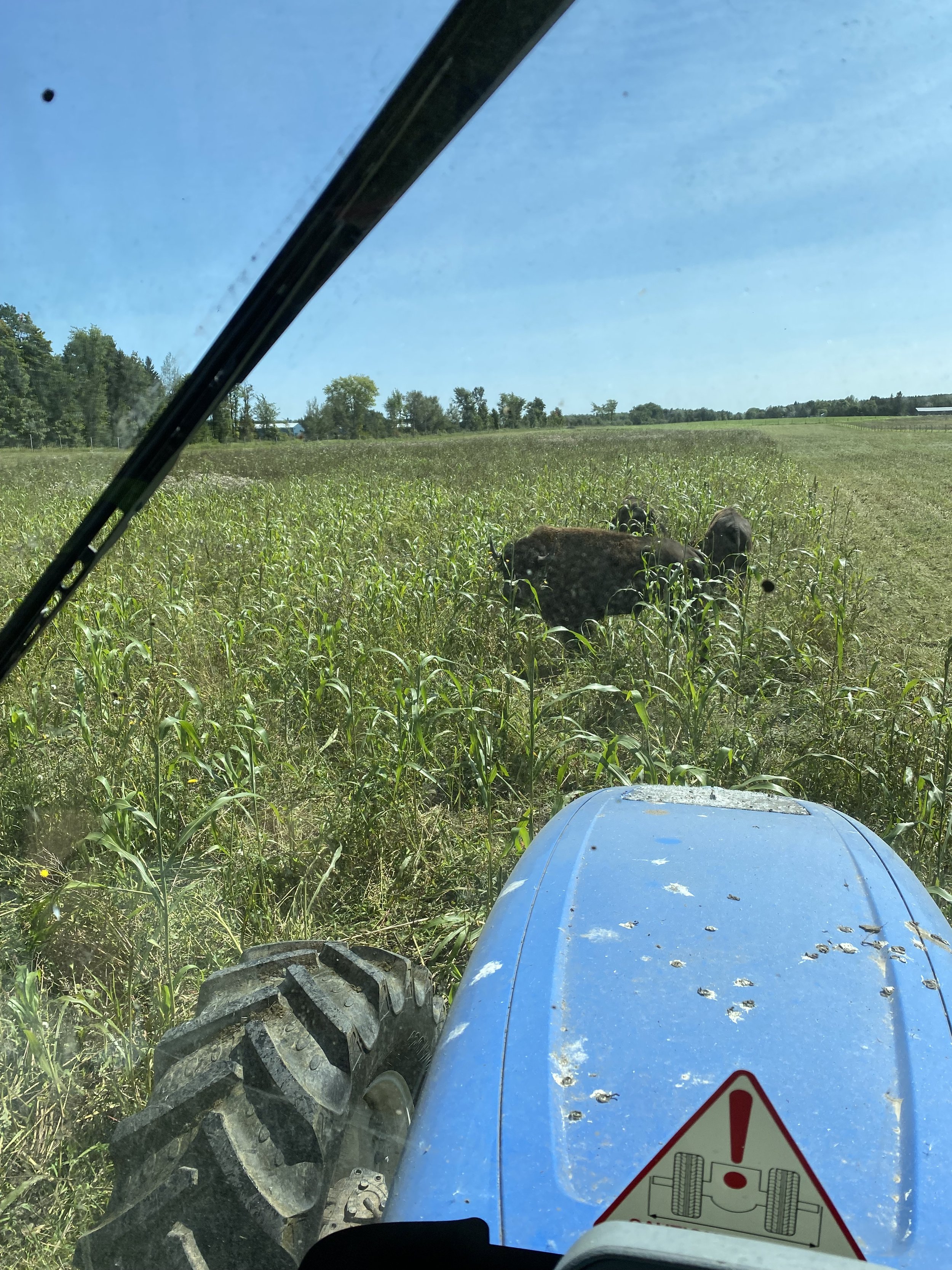 IMG_4658.jpeg