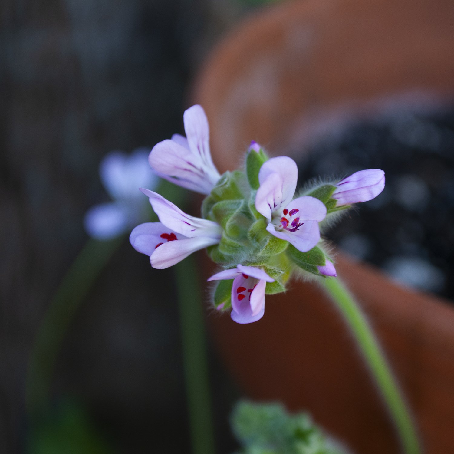 Geranium.jpg