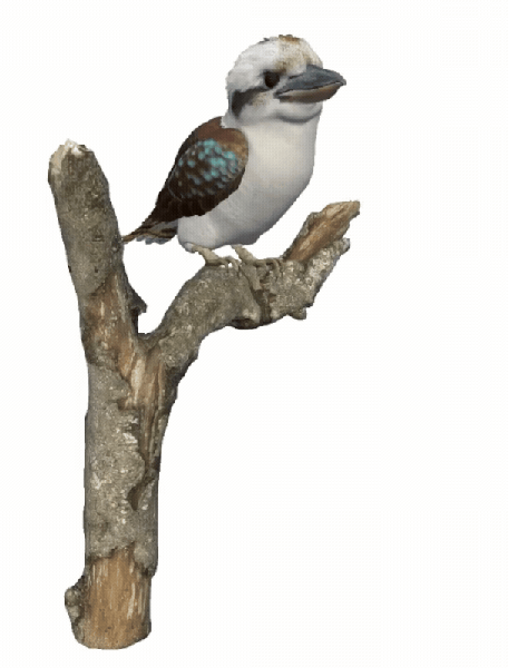 animated kookaburra