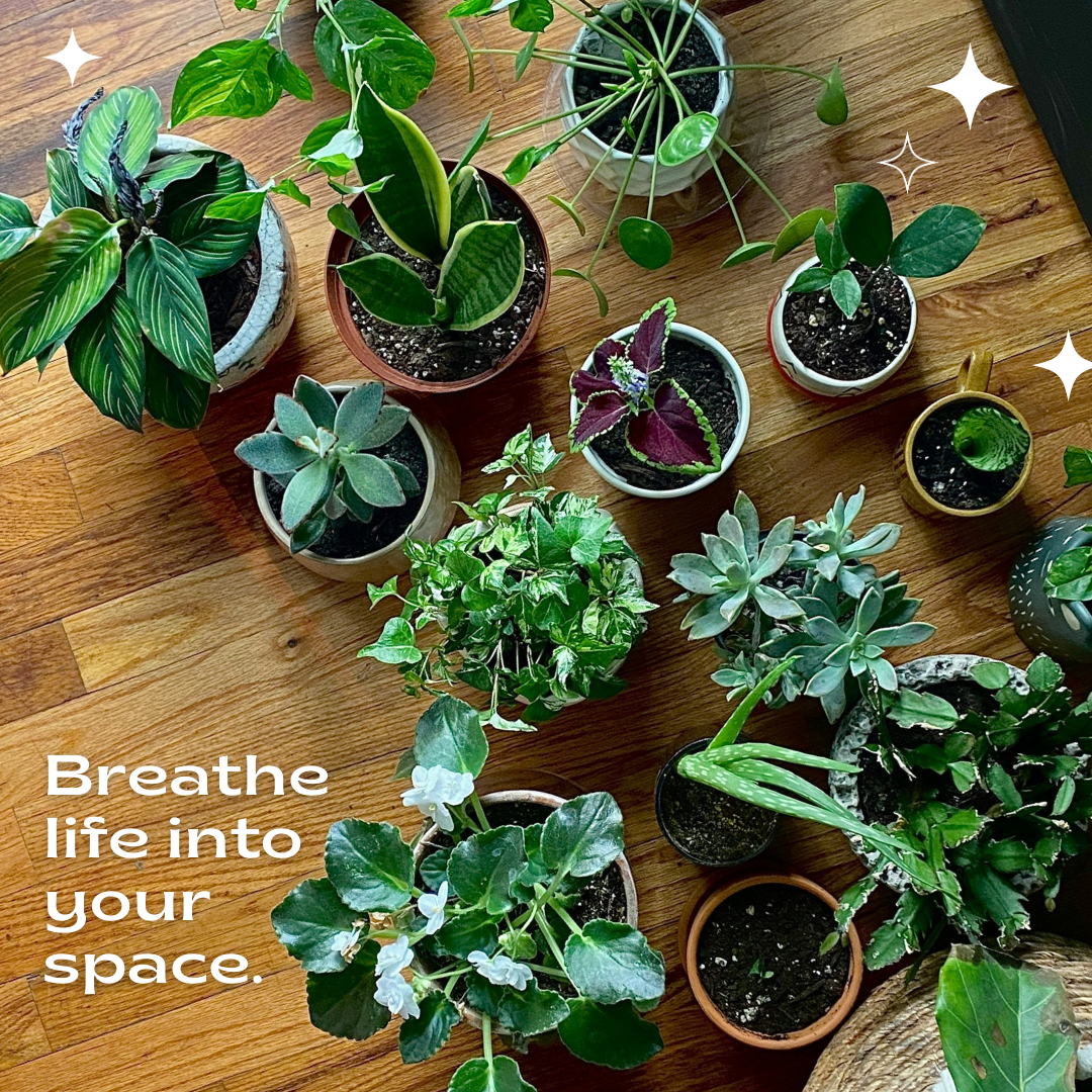 RiversPlants_DetailPage_Image-4.png