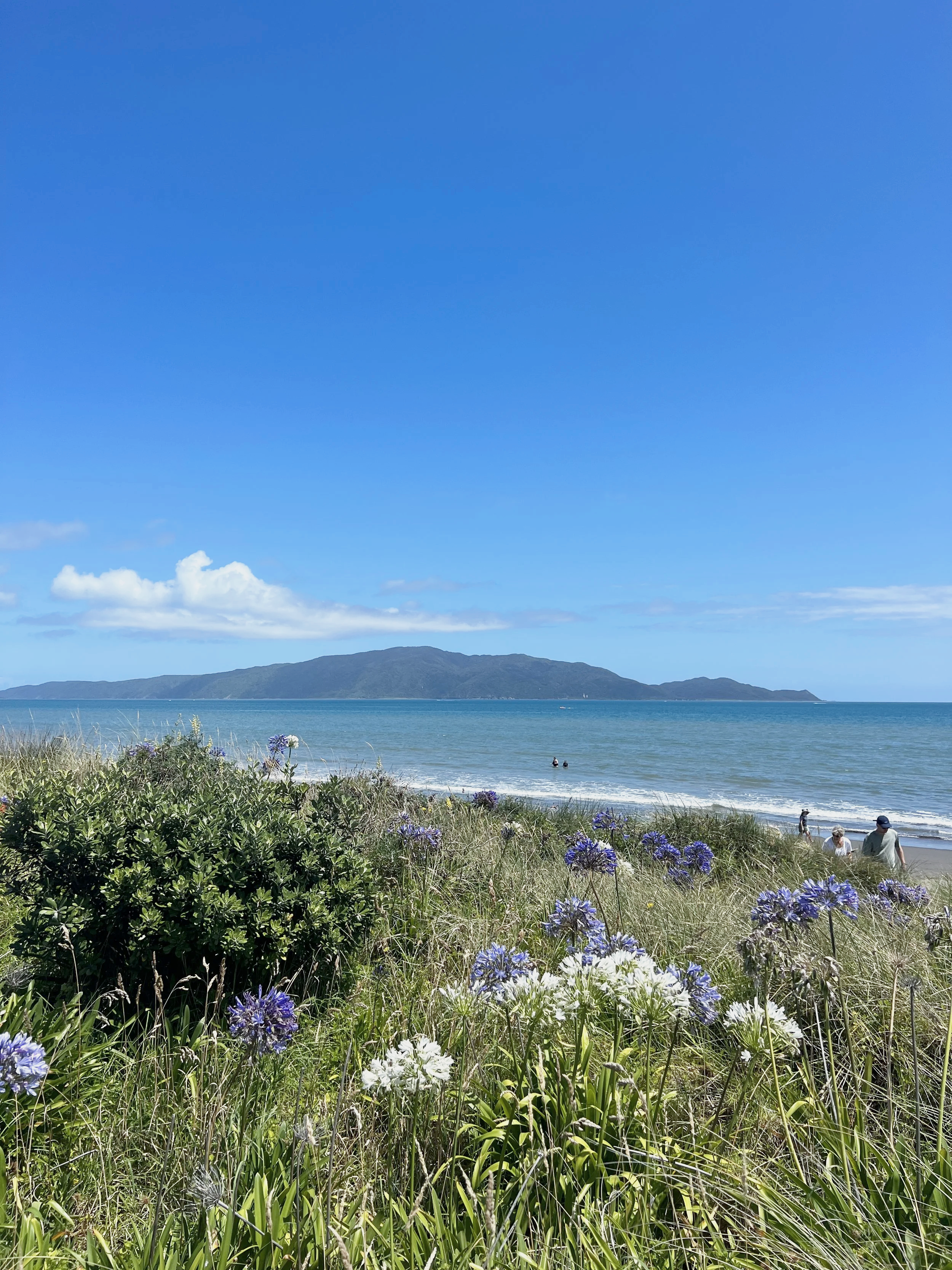 A beach scene with greenery and purple and white flowers in the foreground, a sandy beach and water in the middle, and a distant island with a mountain in the background under a bright blue sky with clouds.