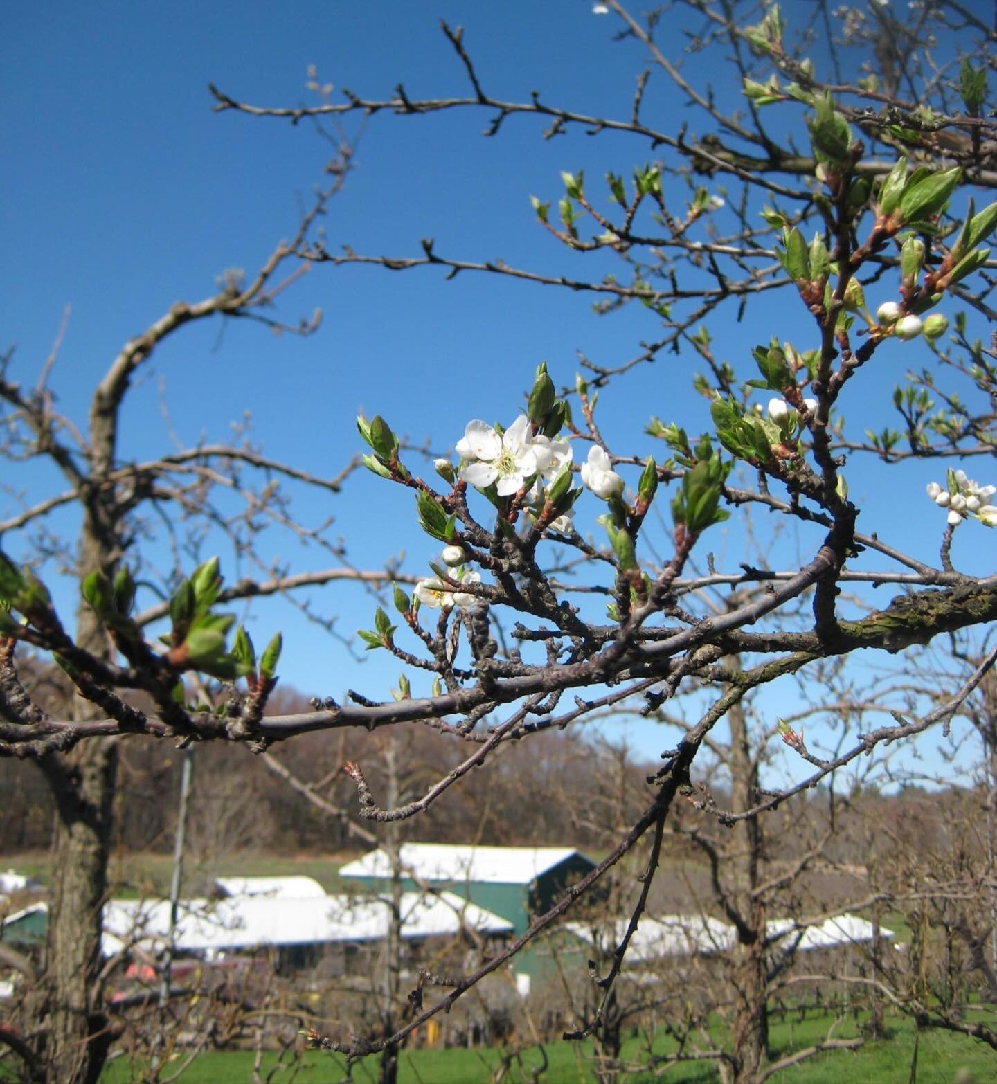✨ organic runway iv 🤝 stone ridge orchard ✨

🌎 we&rsquo;re celebrating earth day with a fun announcement: after three amazing years partnering with rose hill farm, we are spreading the love and hosting the week[end] at the bucolic @stoneridgeorchar