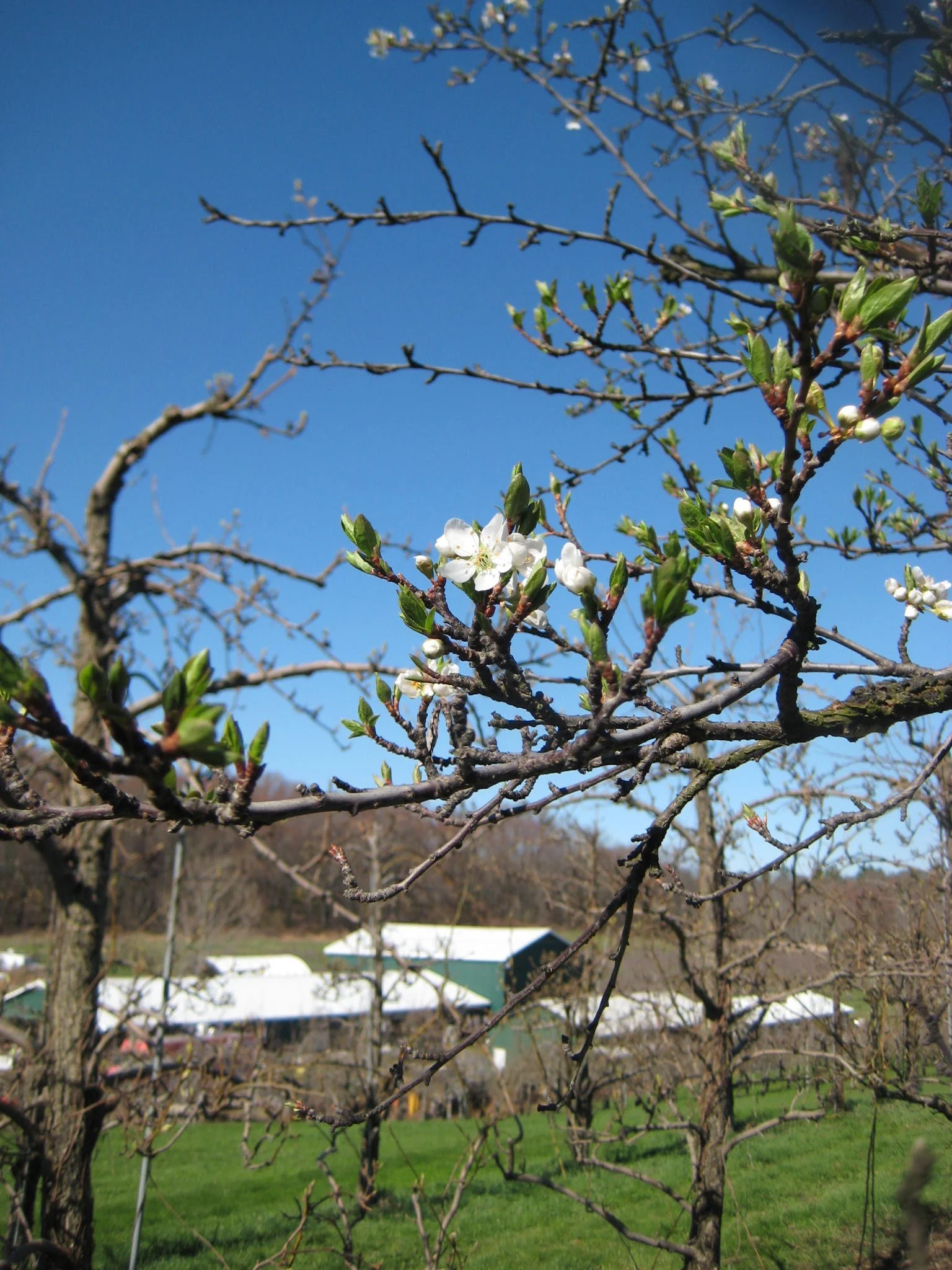 SRO_in_Spring.JPG