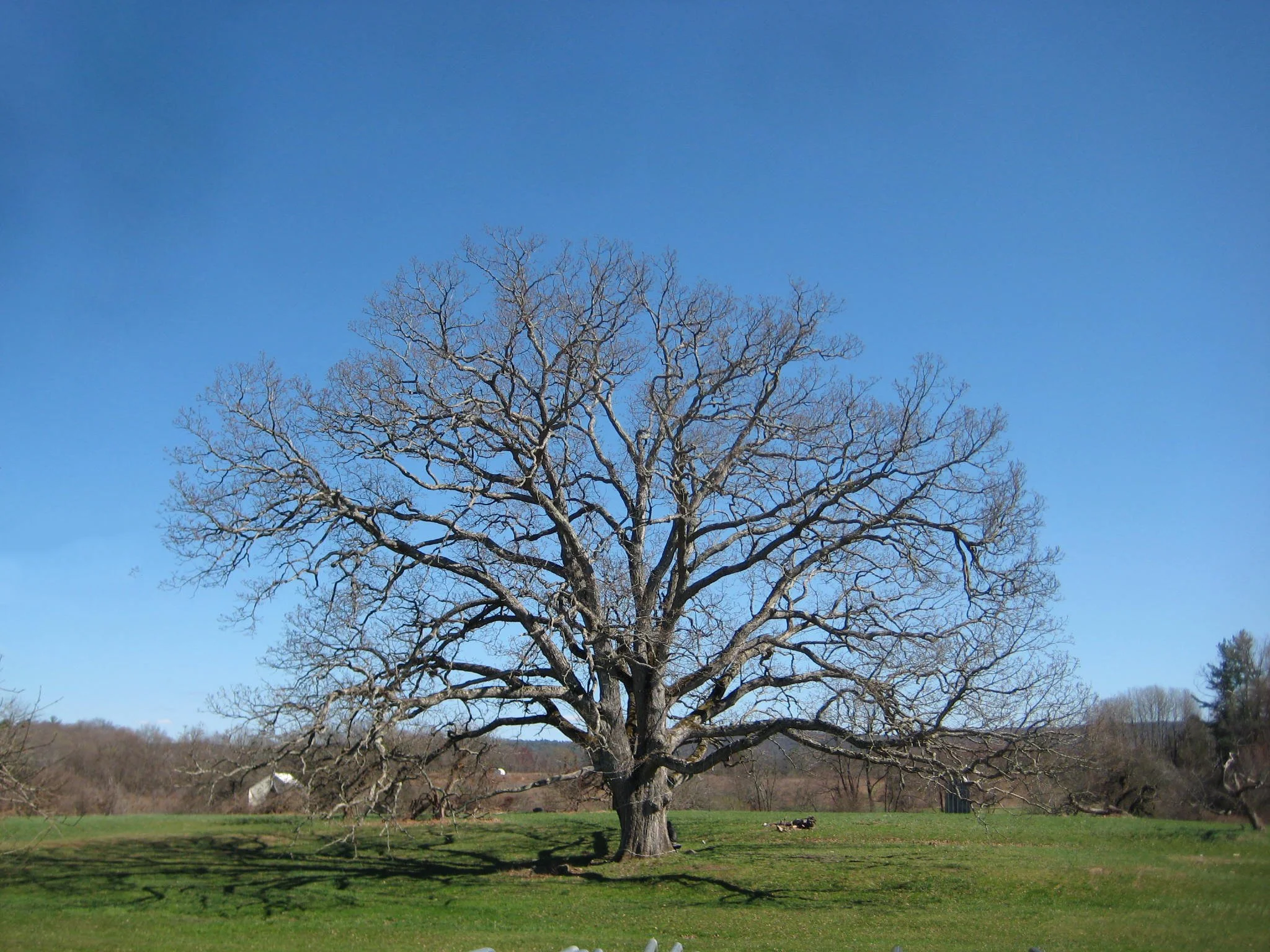 SRO_the_tree.jpg