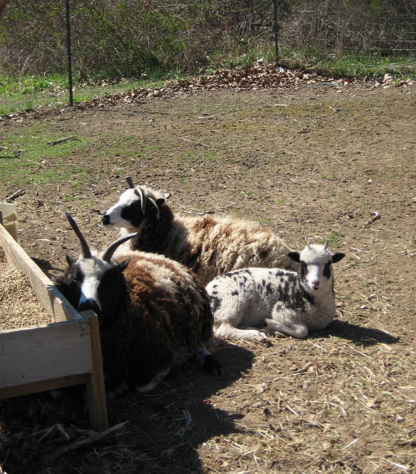 SRO_Sheep.jpg