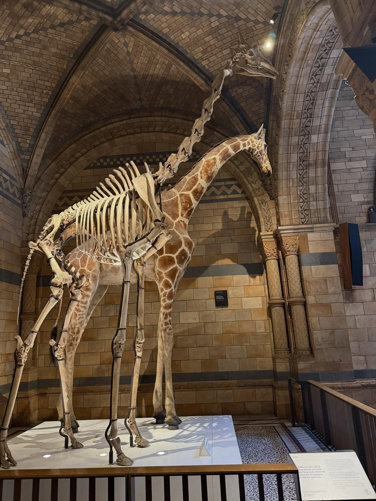 Our first day in London we explored the Natural History Museum. Guess which one of us was really excited about all the skeletons? 💀 🦴😆 #pittsburghchiropractor #spine #anatomy #animalchiropractic