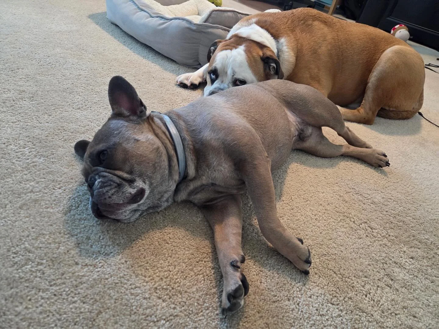 Milo&rsquo;s mom says after his chiropractic appointments he likes to nap! And here he is after today&rsquo;s visit getting ready to do just that! 😆 #frenchbulldog #frenchie #animalchiropractic #afternoonnap