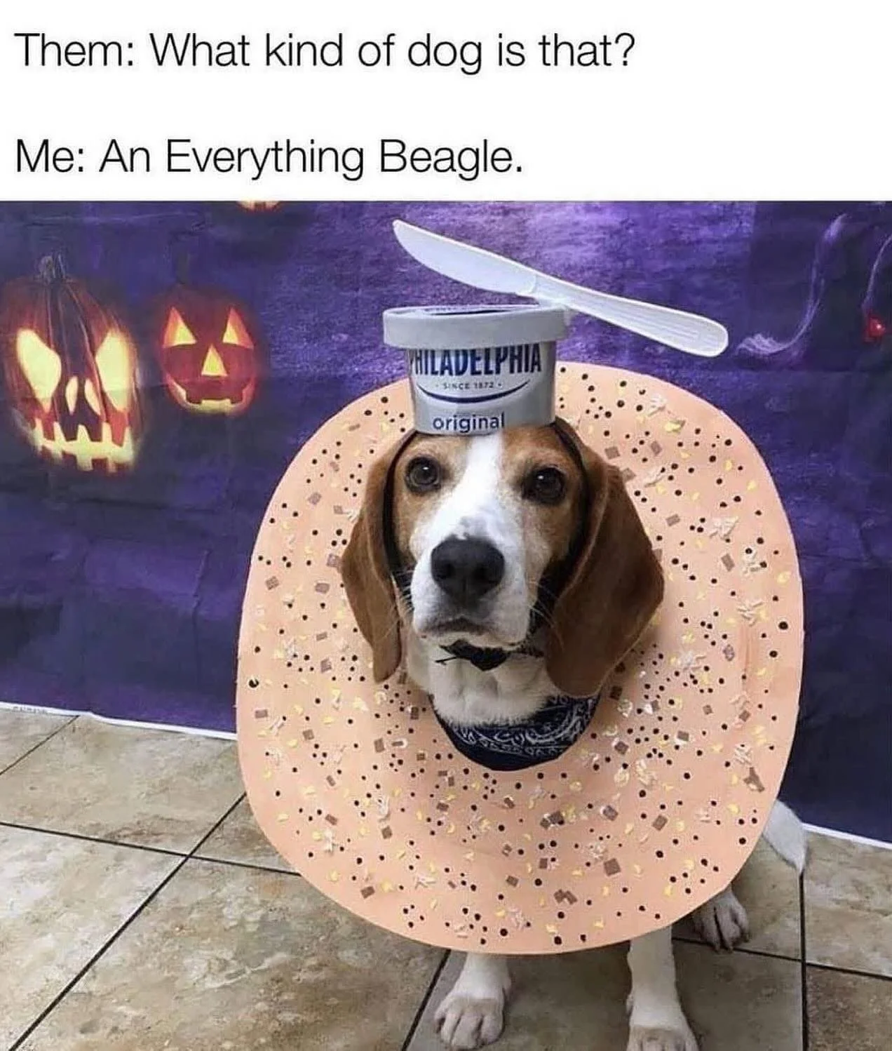 Happy Howl-o-Ween! 🐶 🎃 Are your pets wearing a costume today? #happyhowloween #happyhalloween #beaglesofinsta #beagles #costumes