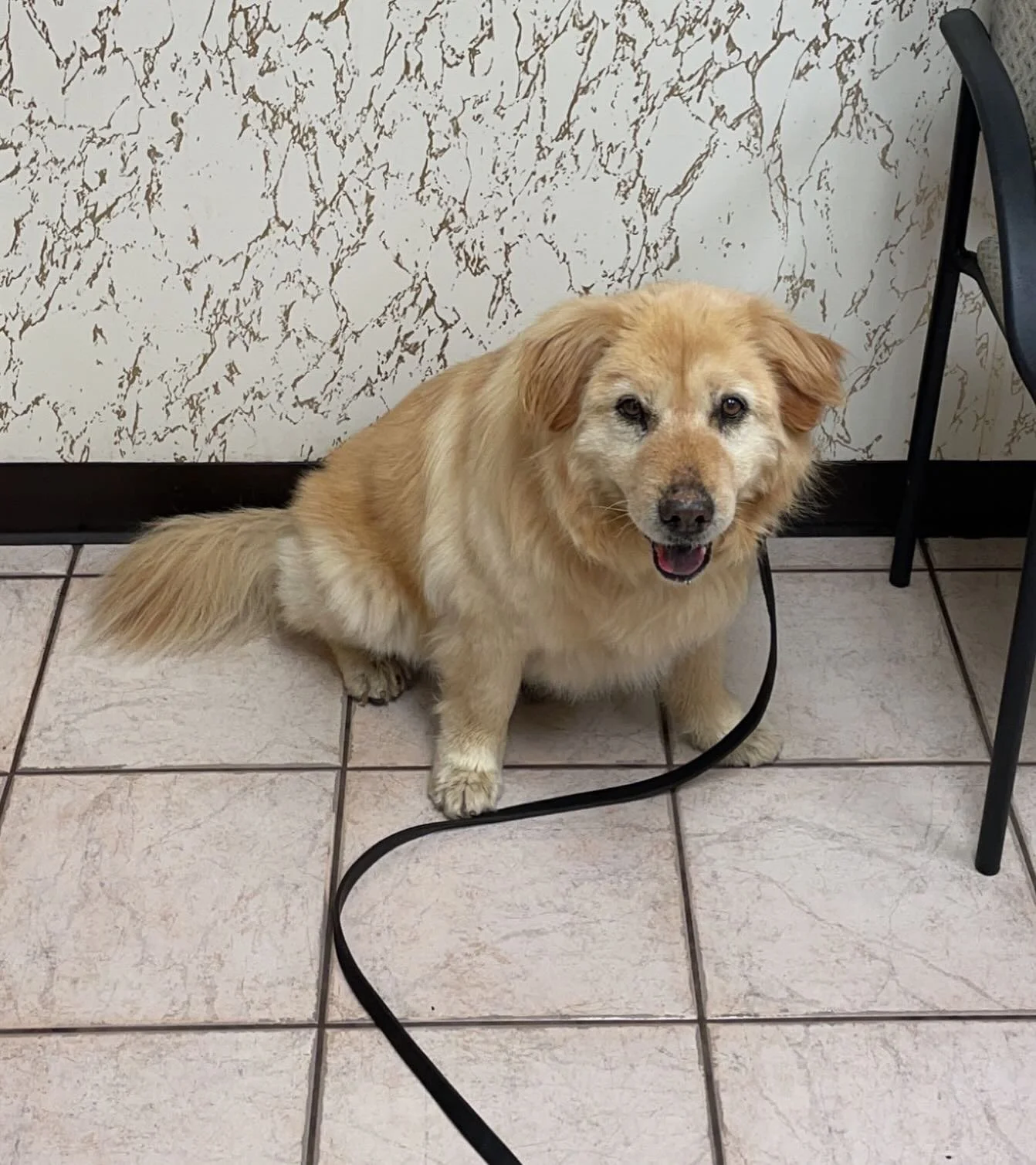 November is National Senior Pet Month, a month dedicated to celebrating senior cats and dogs. Senior pets can offer so much love, loyalty and companionship to pet owners! 

Dr. Lacy loves working with senior pets and has helped them continue to do th