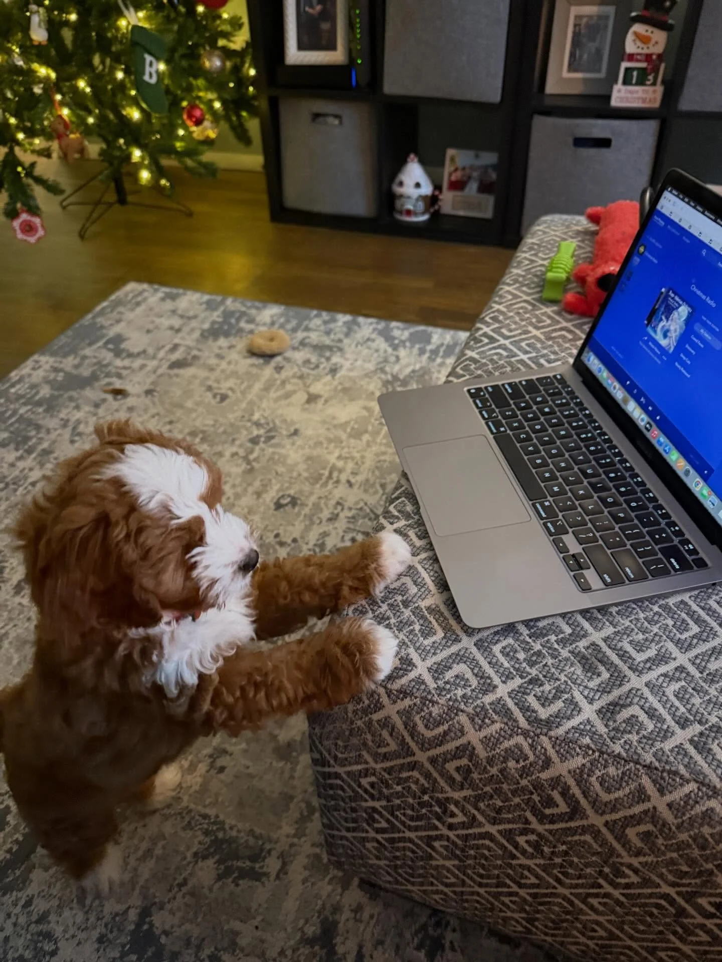 Our newest assistant started training today 💻 🐶 Pretty soon he&rsquo;ll be completing chart notes and scheduling appointments! 😜 #playhardnaphard #cavapoopuppy #puppiesofinstagram #pittsburghchiropractor