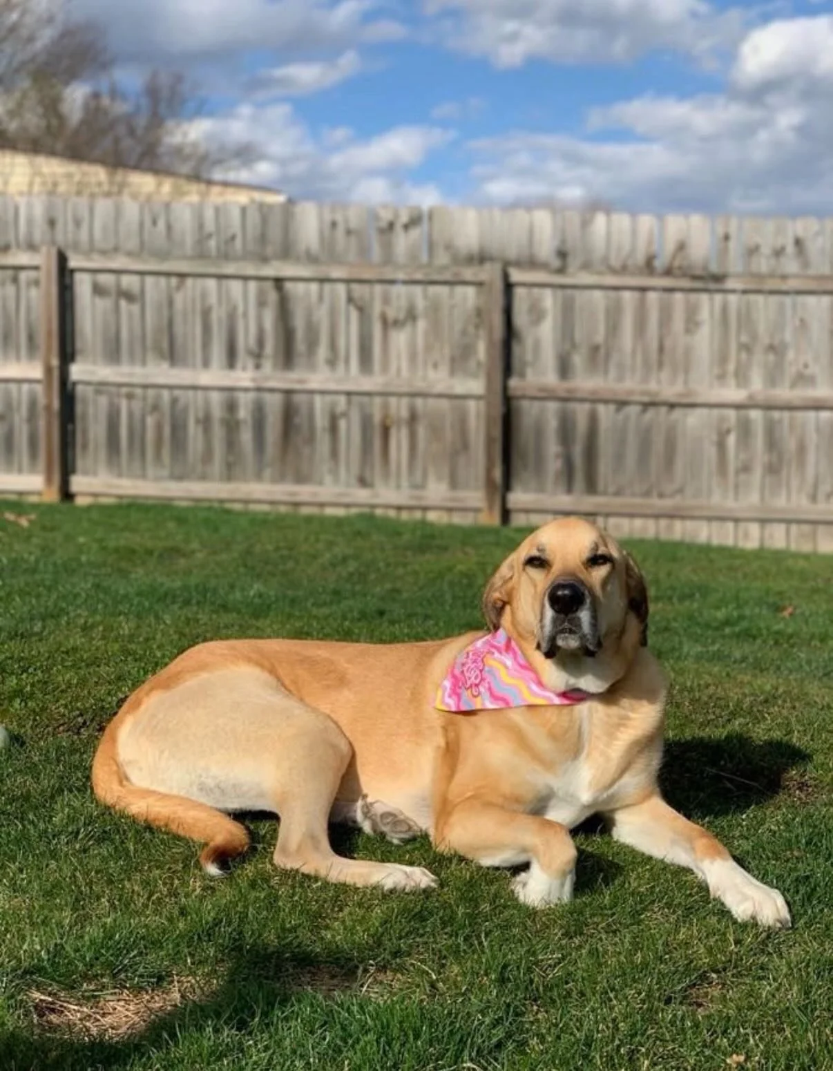 7 year old Lena was having trouble getting up the stairs, climbing onto the couch and into bed, and was limping on her back left leg. Lena&rsquo;s veterinarian recommended trying chiropractic. 

⏭️ after the first visit, she was climbing onto the cou