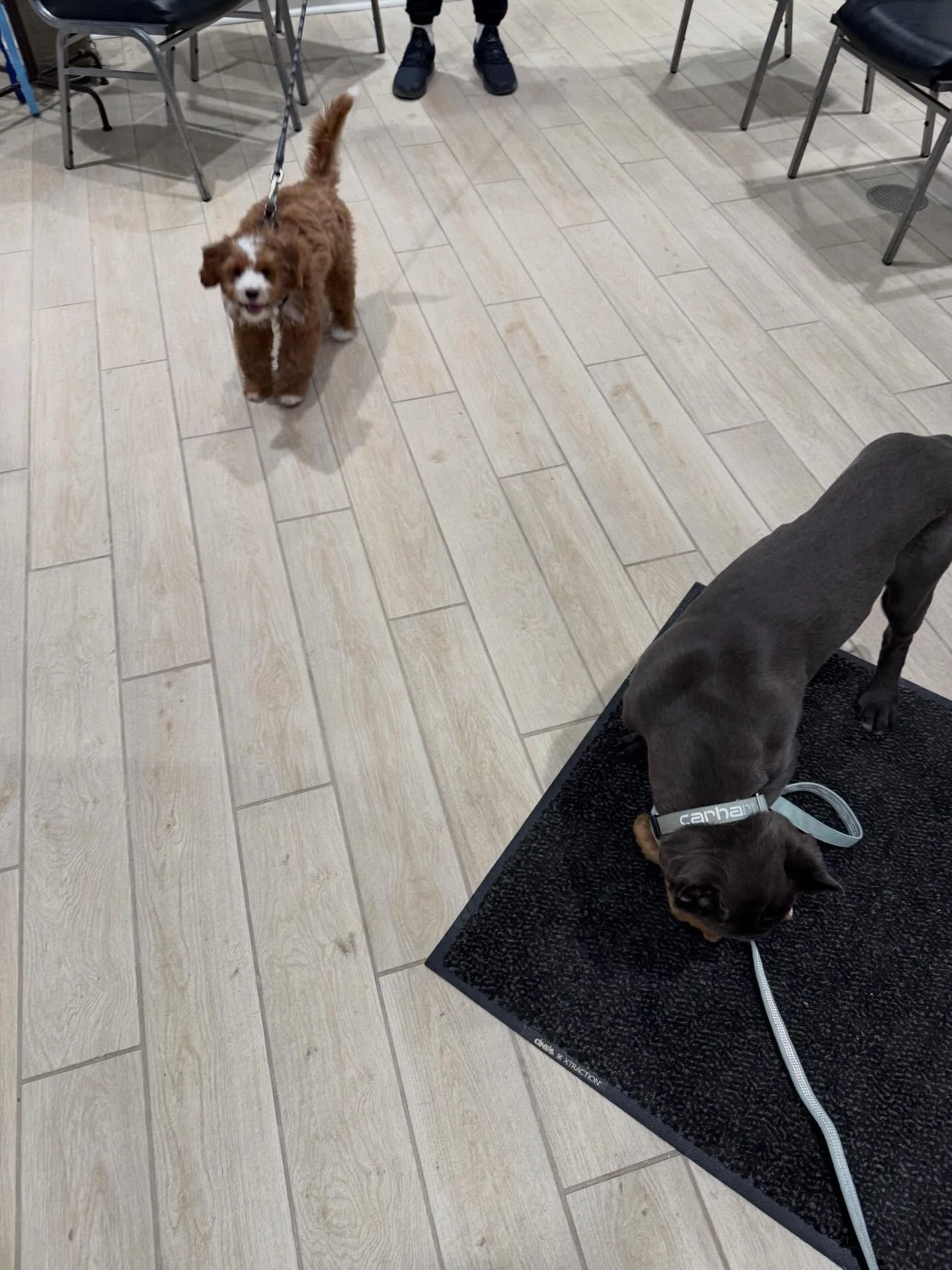 A Cavapoo and a Cane Corso walk into the bar&hellip; wait we mean the vet! 

This week Dr. Lacy and Winston joined @limerick_hill_canines for Puppy Play &amp; Learn. 

This is where puppies learn appropriate social skills in a safe, clean environment