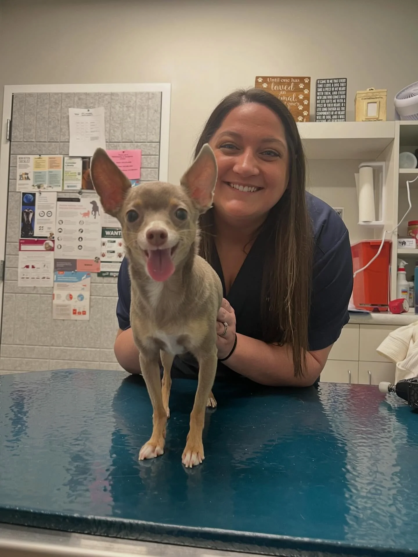 Meet Spaghetti! 🍝 🐶 sometimes he is a little nervous at the beginning of the visit but he is all smiles after his adjustment and laser therapy! 😃 #pittsburghchiropractor #animalchiropractic #luxatingpatella #backpain #lasertherapy