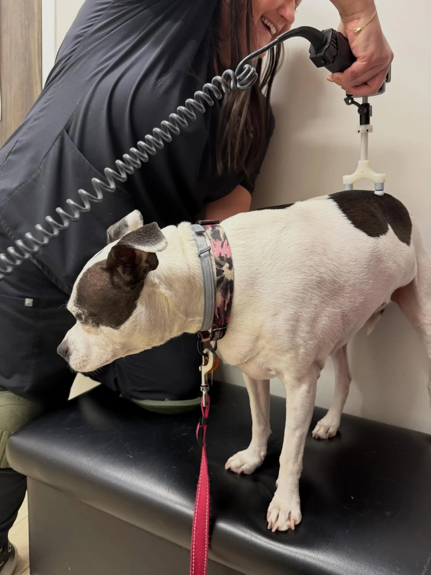 Normally we work on big dogs on the floor (hence the knee pads) but Leia preferred the bench! 

Taking time to make sure your pet is comfortable during their visit is just as important as the care they receive! #fearfreepractice #animalchiropractic #