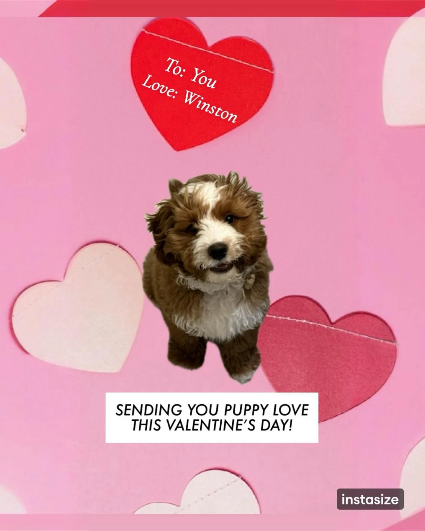 Happy Valentine&rsquo;s Day from our family to yours! 🩷❤️🐶
#puppylove #cutiepie #valentinesday
