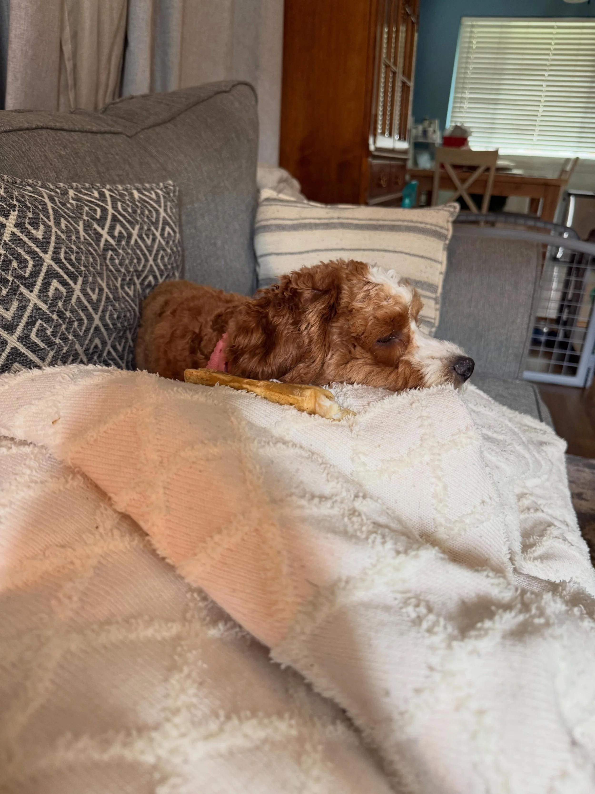 Happy National Dog Mom&rsquo;s Day! 🐶💕 Winston celebrated by snuggling with mom for 5 whole minutes! How are you celebrating with your pup today?