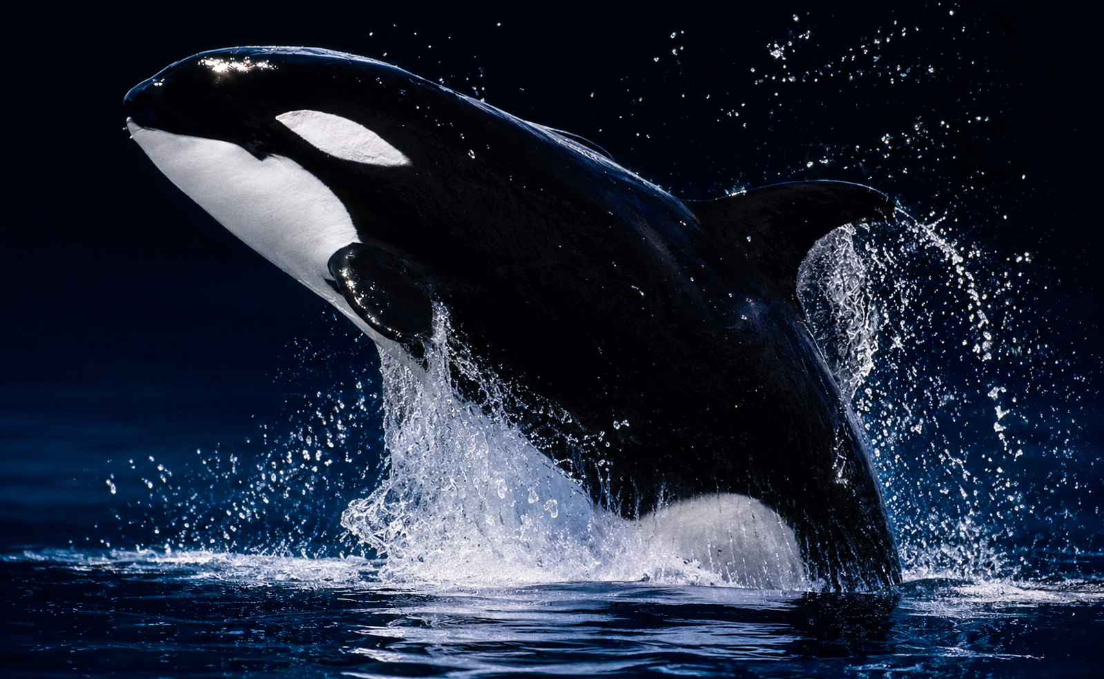 Orca Whale - Breaking The Calm
