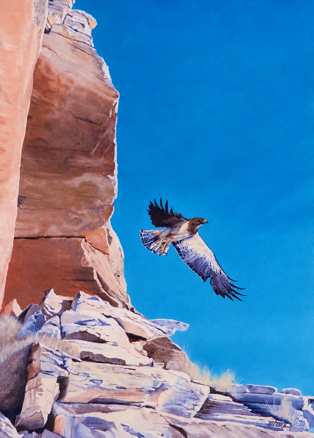 Sainson's Hawk-The Hunter.png