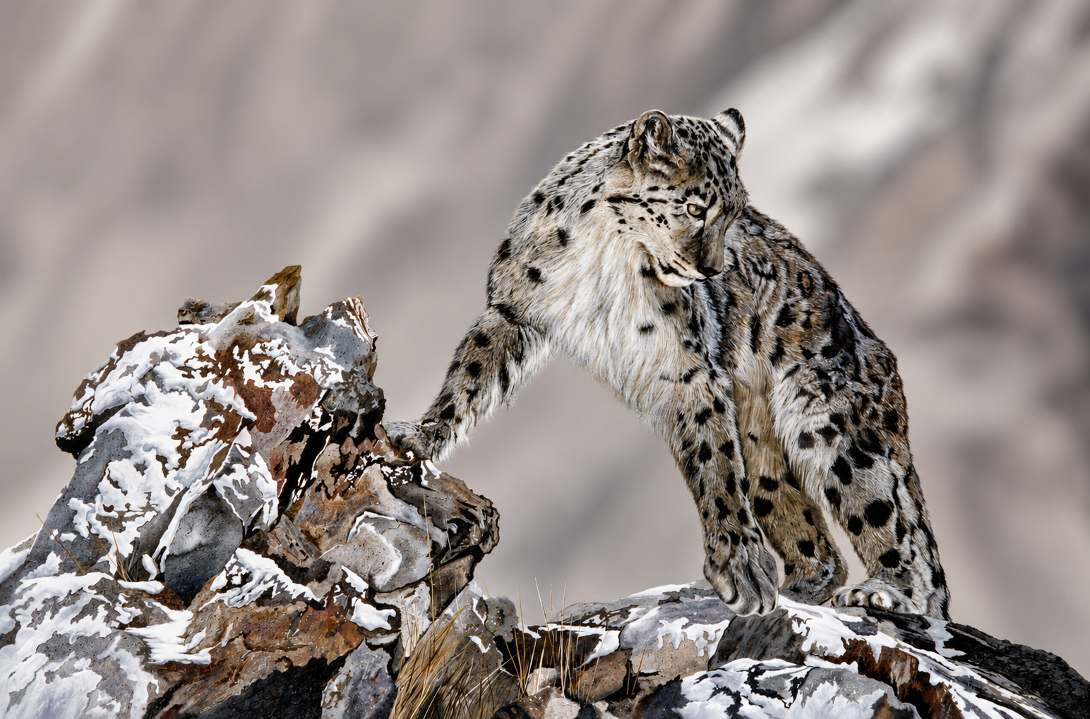Snow Leopard-Above the Clouds.png