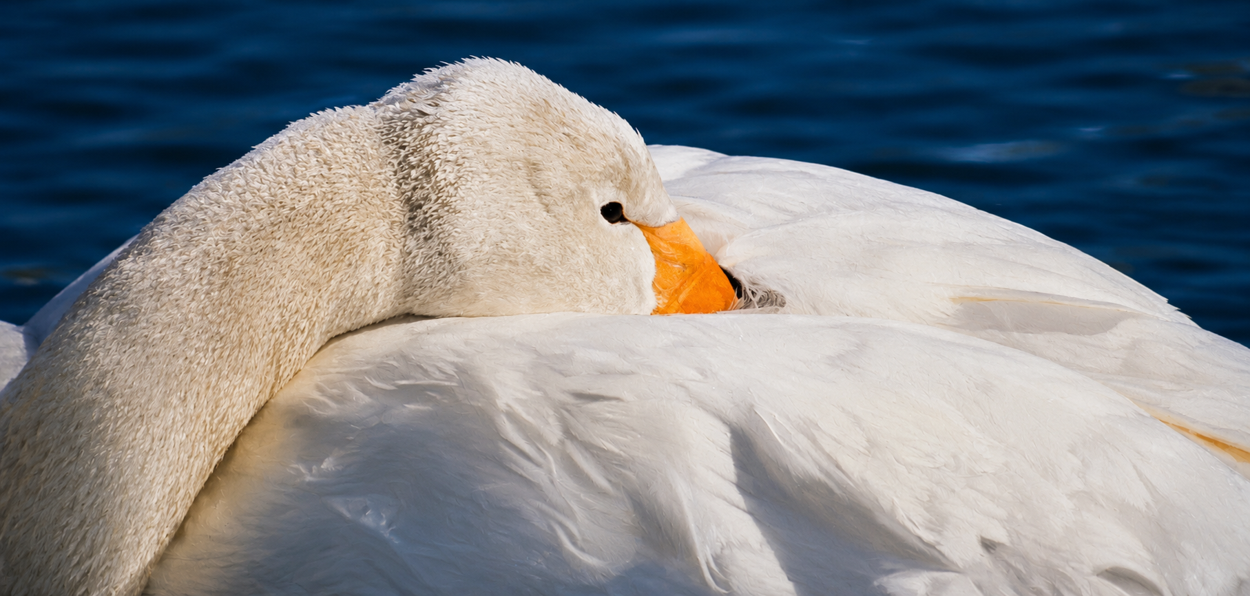 Snow Goose - Down Comfort.png