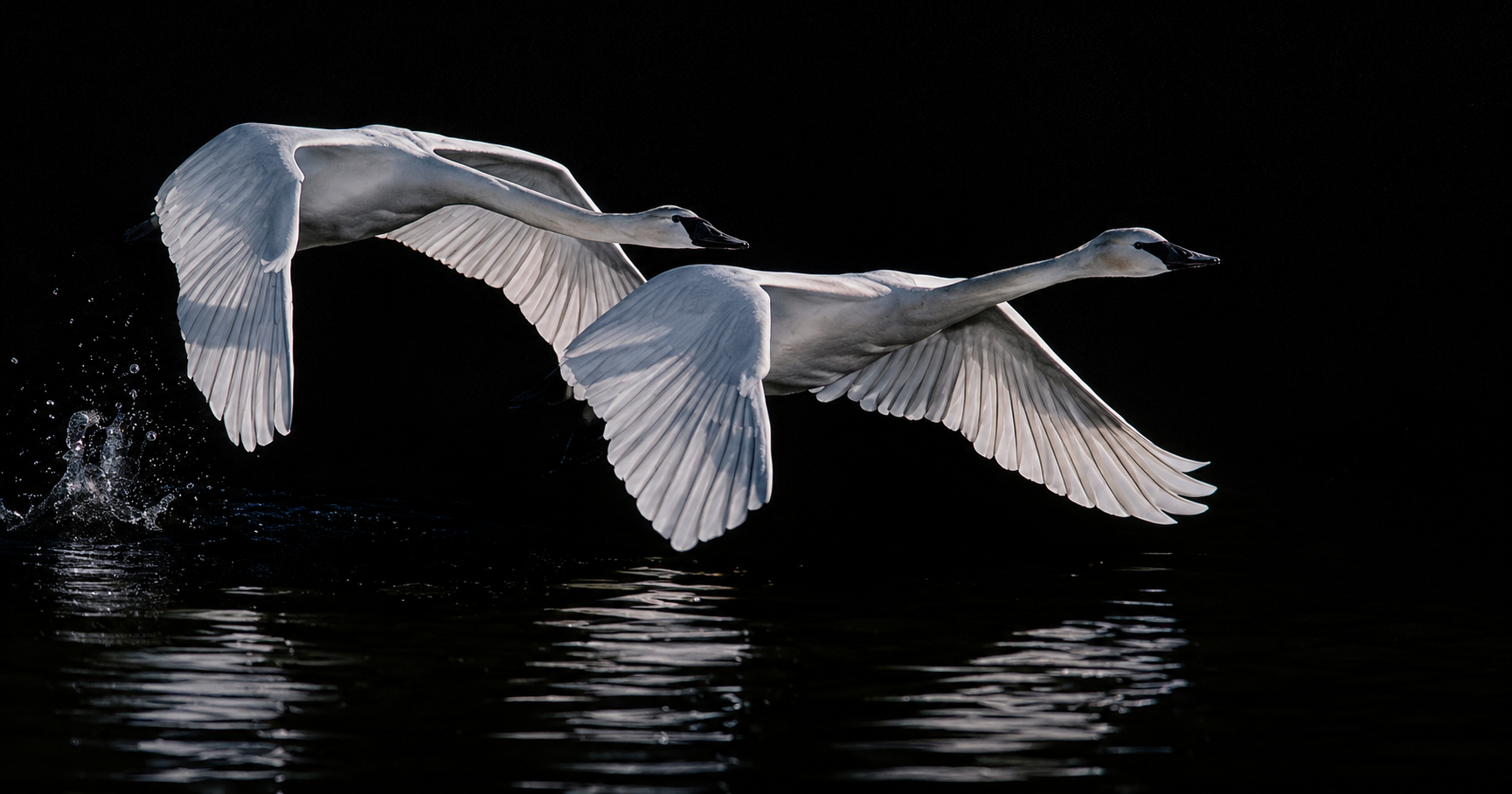 Trumpeter Swans - Midnight Flight.png
