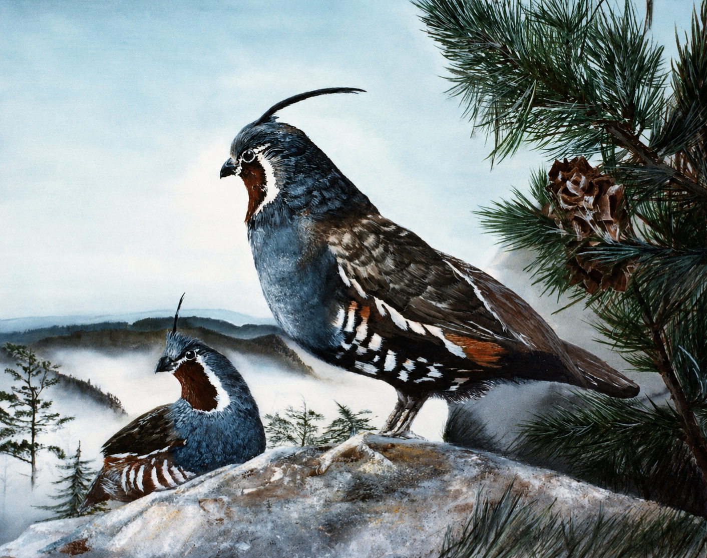 California Quail - The Guardian.png