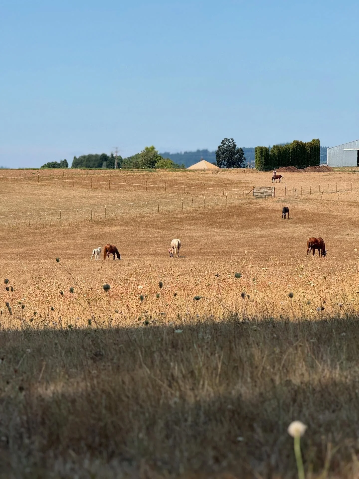 Finally, some summer Sundays to just relax in the field without a heat wave. 
Everyone&rsquo;s enjoying it !