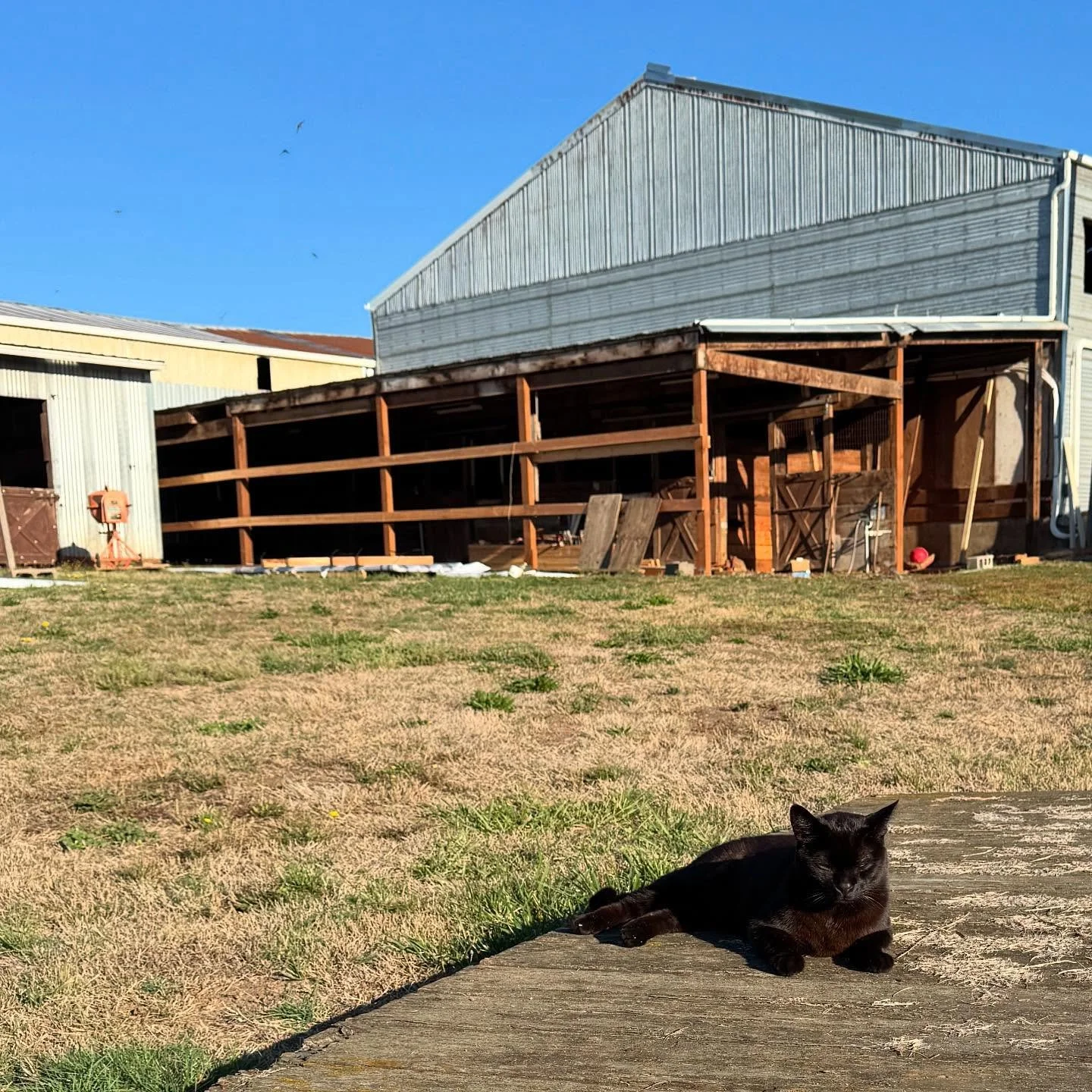 Barn Panther on duty, and things are shap&rsquo;in up around here, getting a much needed overhaul for the barns, updates and new roofing!