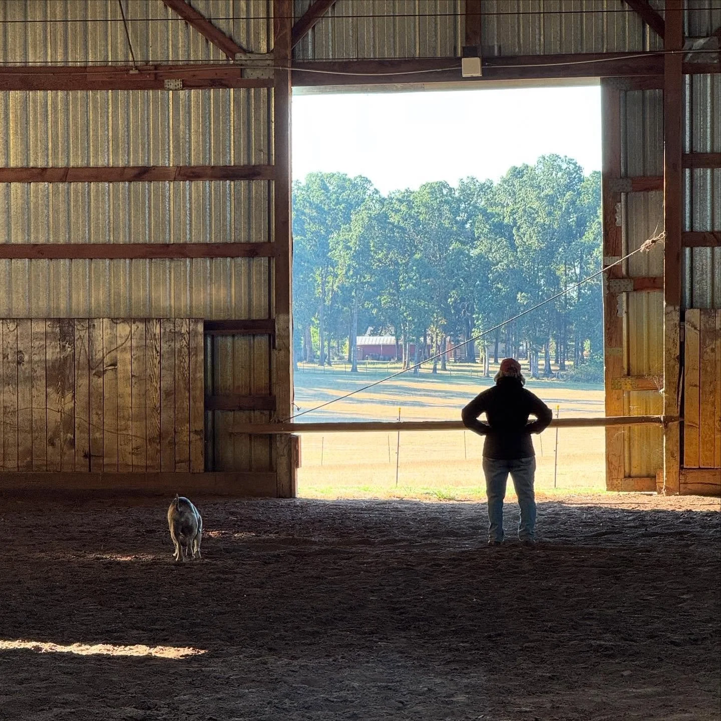 Just a lady &amp; her farm. Watching the Fox and deer play amongst the Mares.