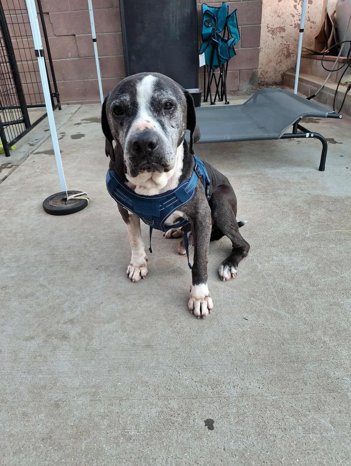 #OperationAllPaws to the rescue 🚨

Pet Bowls
Pet Food
Toys 
Carriers
Cages
Flea/Tick preventatives
Blankets/Sheets/Towels
Etc

#AllPawsRescueDrive #AllPawsShelterDive #ShelterDrives #RescueDrives #PetEssentialKits #PetEssentials #Donations #SoCal #L