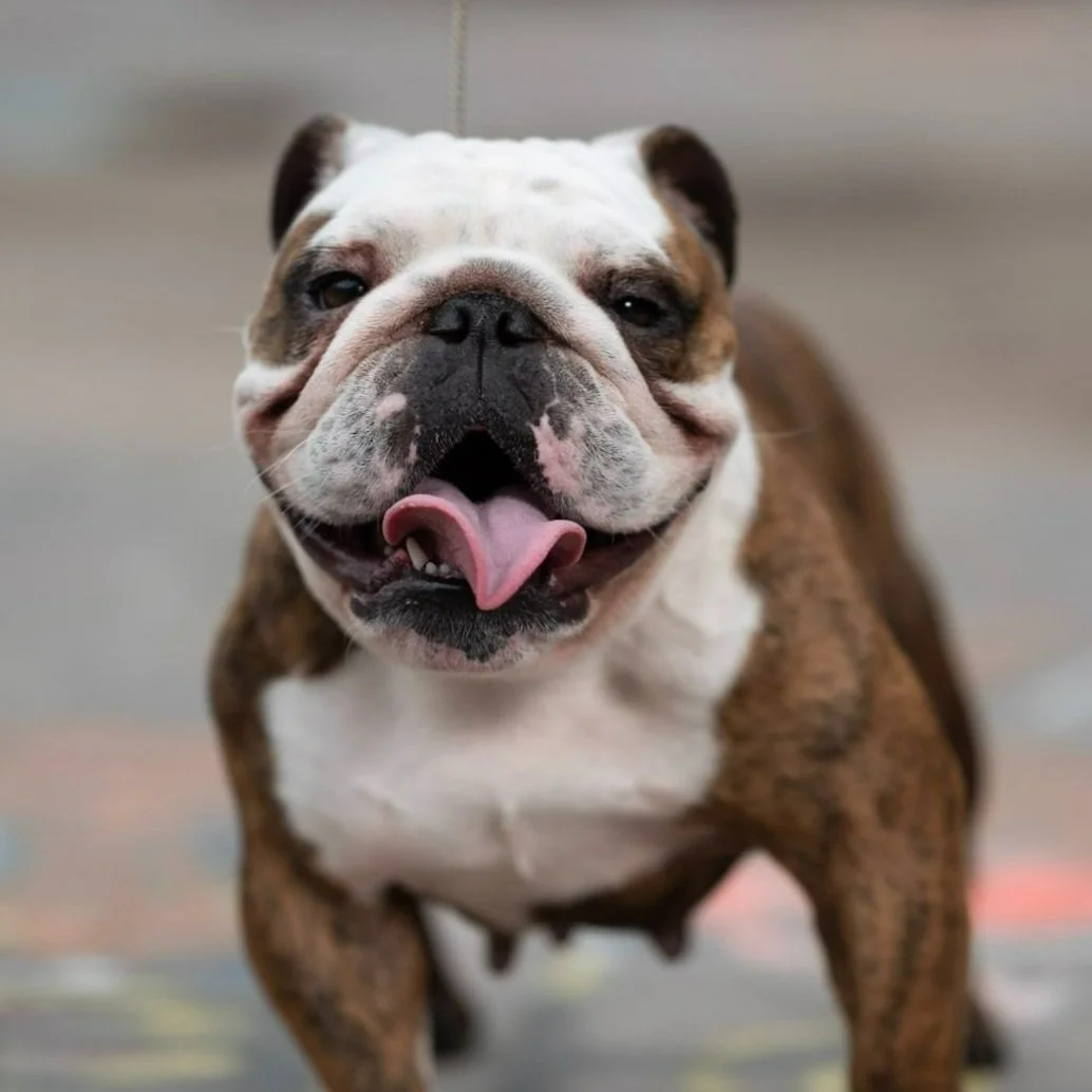 Close-up of a smiling bulldog with its tongue sticking out.