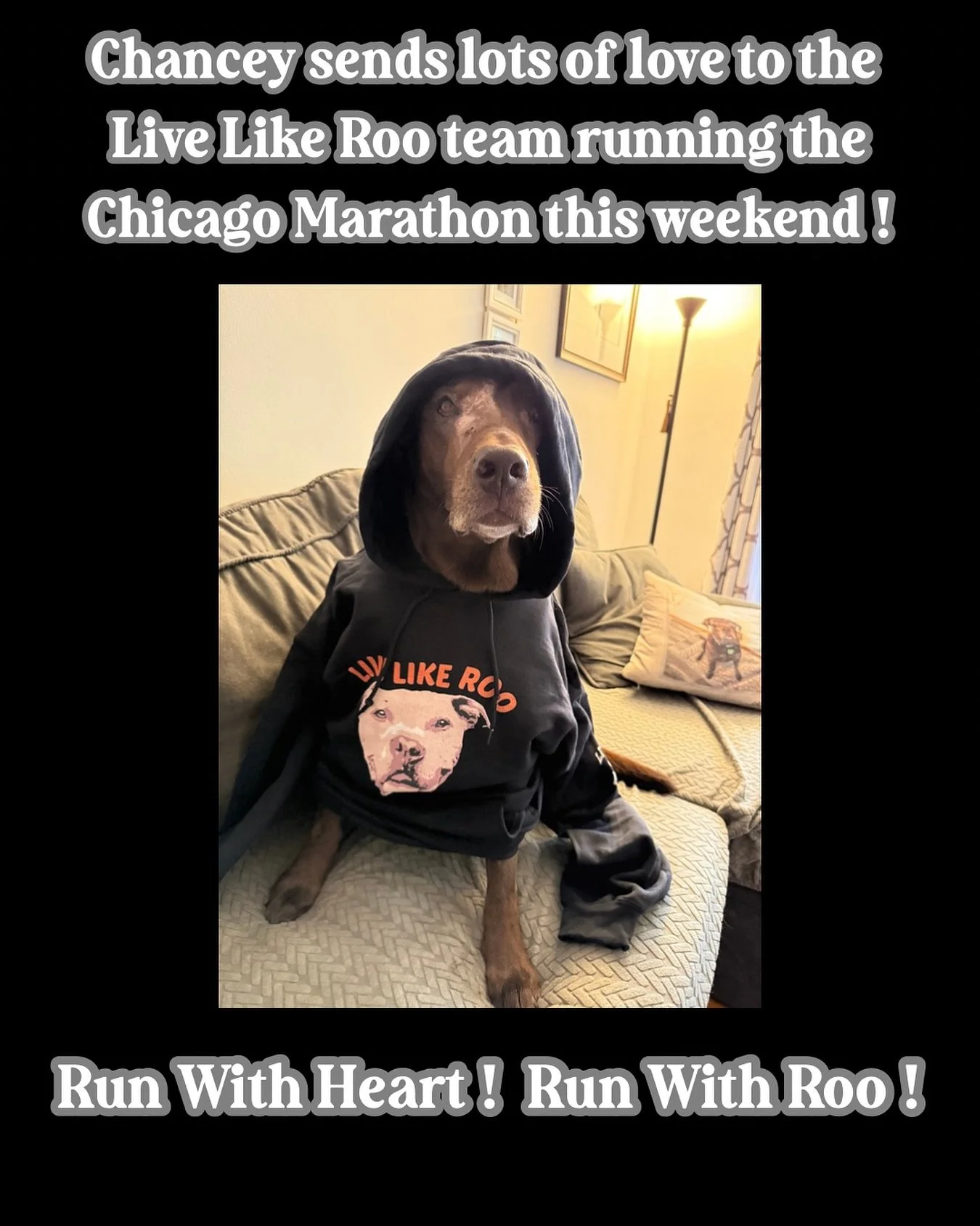 🏃&zwj;♀️🐾🤎Good luck to all the Live Like Roo team members running the Chicago Marathon this weekend ! 🤎🐾🏃&zwj;♀️

I wish we could be there to cheer you on in person, but we&rsquo;ll be rooting for you from home, Chance in his hoodie and me with