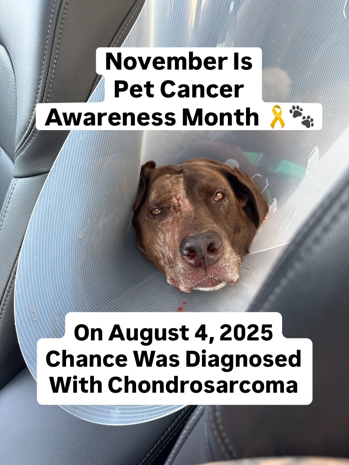 💥 Turn Training Into Impact! 💥

We&rsquo;re halfway through November and thanks to you, we&rsquo;re projected to raise $900 for Live Like Roo so far! 🐾

@livelikeroofoundation supports families and pets fighting cancer, providing financial help, r