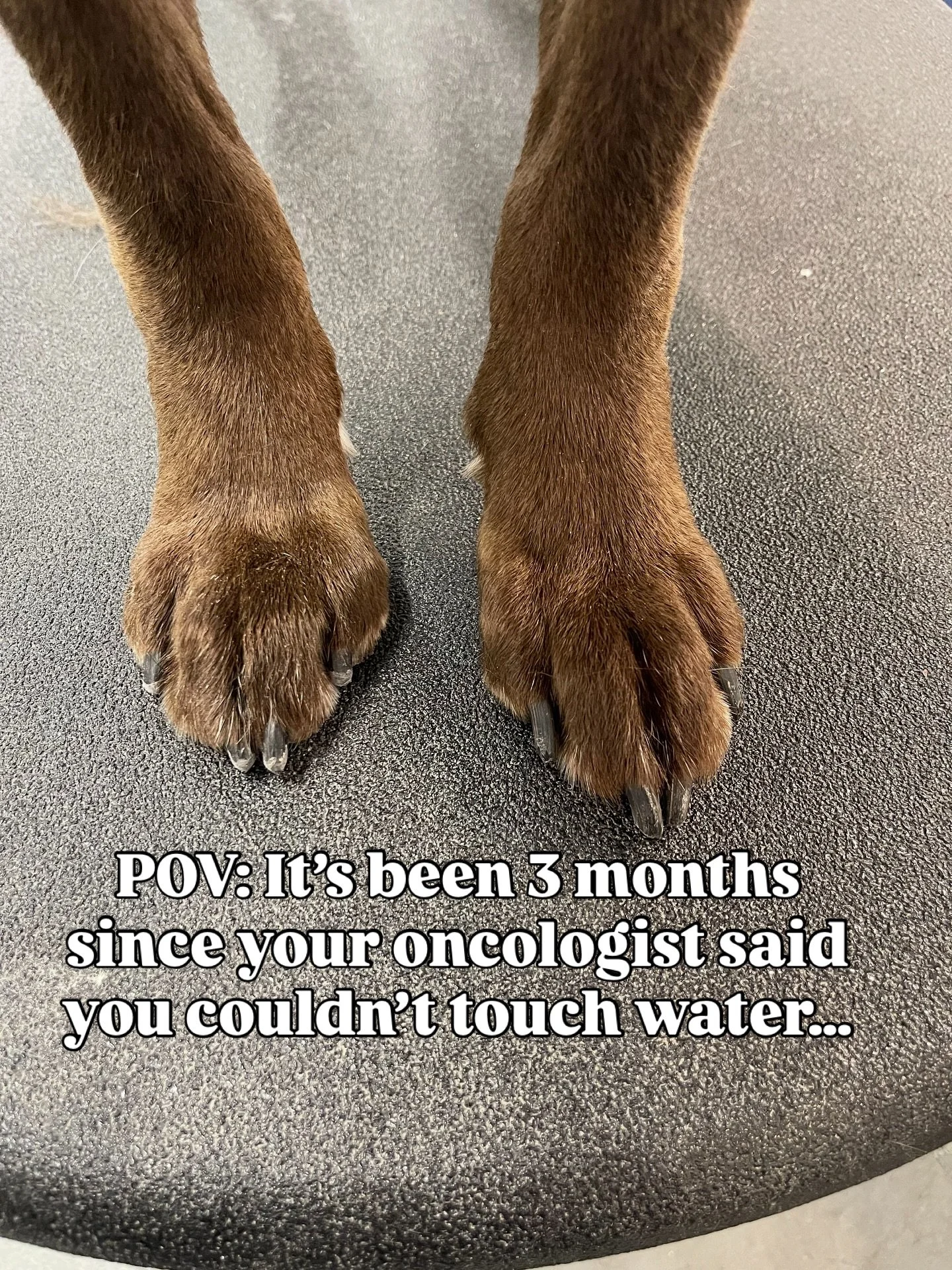 Cancer victory moment! 🎉 

Today we were finally able to bring back baths for Chancey. 

Huge thanks to our redemption groomer 🤭:

Ashley at Groomies, for making him look (and feel) like Chancey again. 🛁✨ 

Bonus: she took these PAWSOME photos too