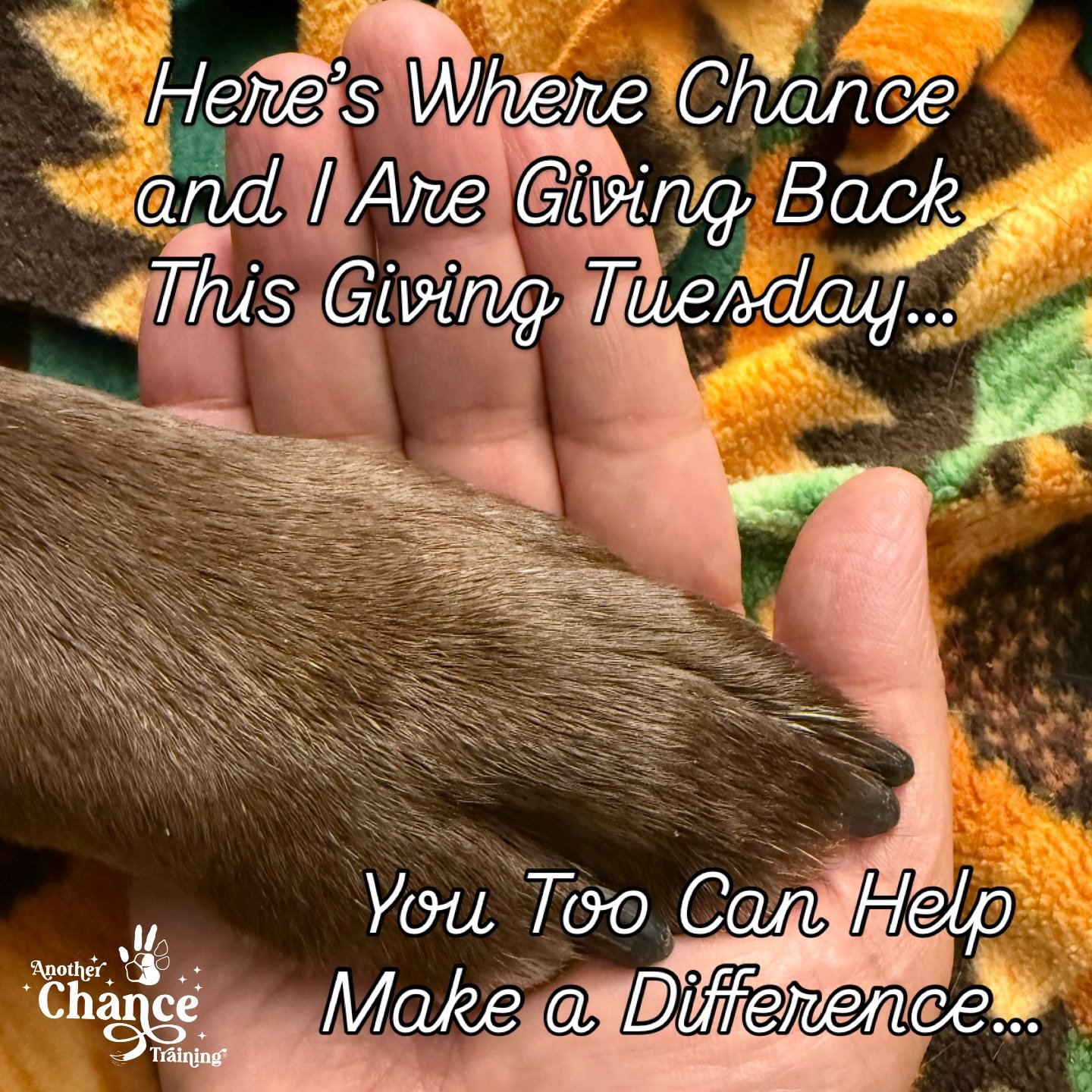 ✨ This Giving Tuesday, Chance and I are giving back to causes close to our hearts.

🐾 For our pets: @livelikeroofoundation ￼&amp; Roo&rsquo;s Kindness Cupboard : supporting pets and families facing cancer, and helping families in need keep their pet