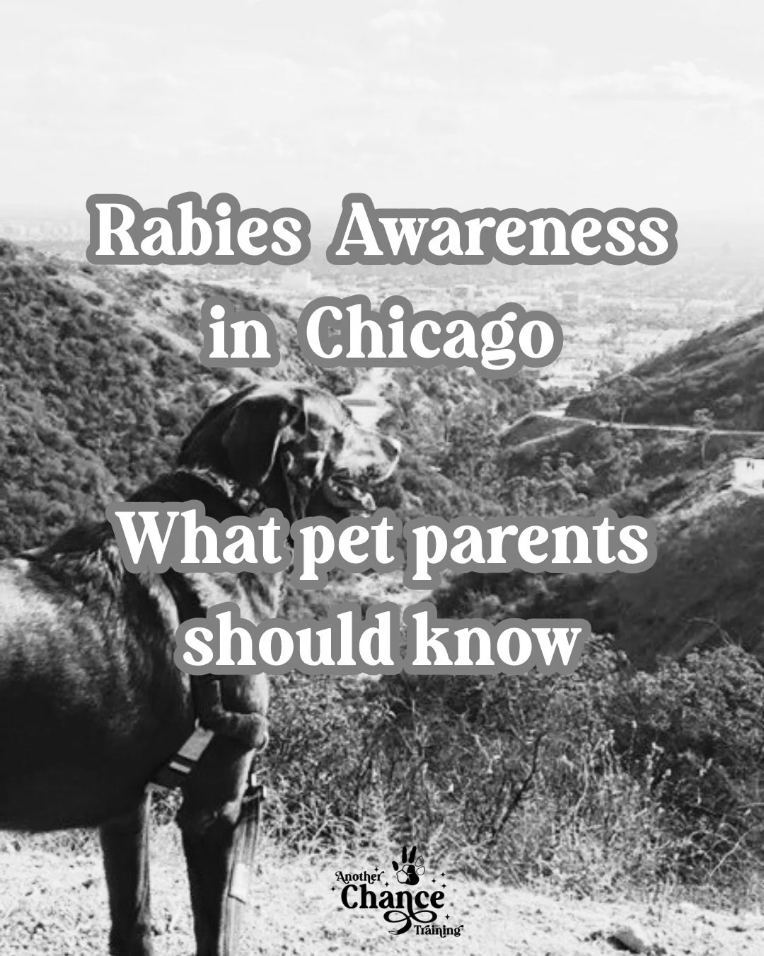 🐾 Rabies has been confirmed in Chicago📍 

🚨 Here&rsquo;s  what every pet parent needs to know🚨 

✔️ ACT is reviewing safety protocols, and all dogs in our programs are up to date on vaccinations.

✔️ Rabies is rare in vaccinated dogs, and vaccina