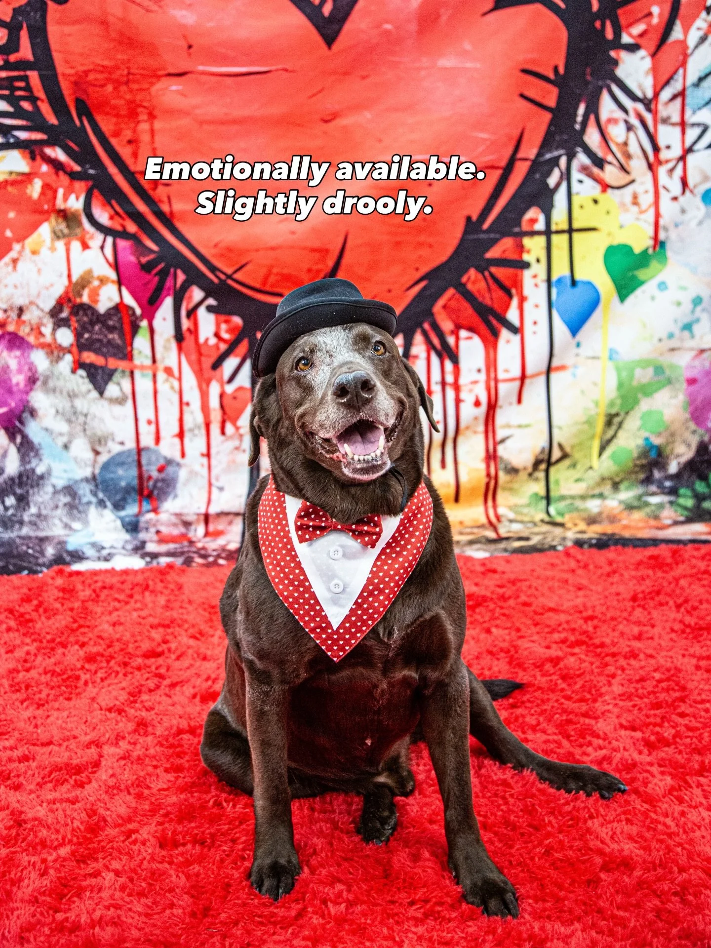 Love isn&rsquo;t about flowers, grand gestures, or chocolates&hellip;
(unless we&rsquo;re talking about your derpy chocolate Lab.)

It&rsquo;s early morning potty breaks.
It&rsquo;s patience on the hard days.
It&rsquo;s practicing again tomorrow.
It&