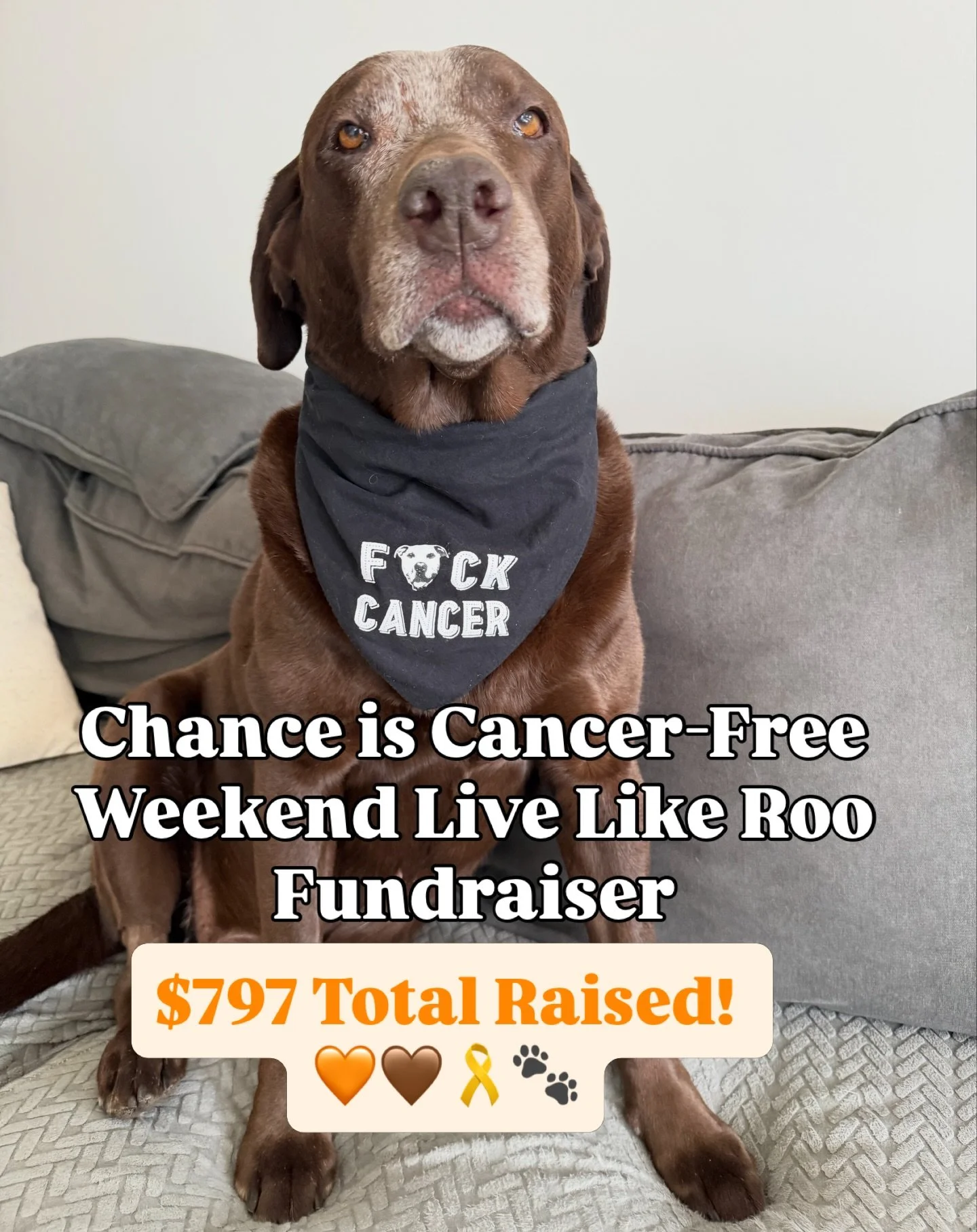 Thank you for honoring Chance&rsquo;s cancer-free milestone with a donation to Live Like Roo this weekend. 🧡🤎🎗️🐾

We set out a goal for $200 &hellip; $1 for each day of Chance&rsquo;s 200-day journey from diagnosis to cancer-free. 

Thanks to Cha