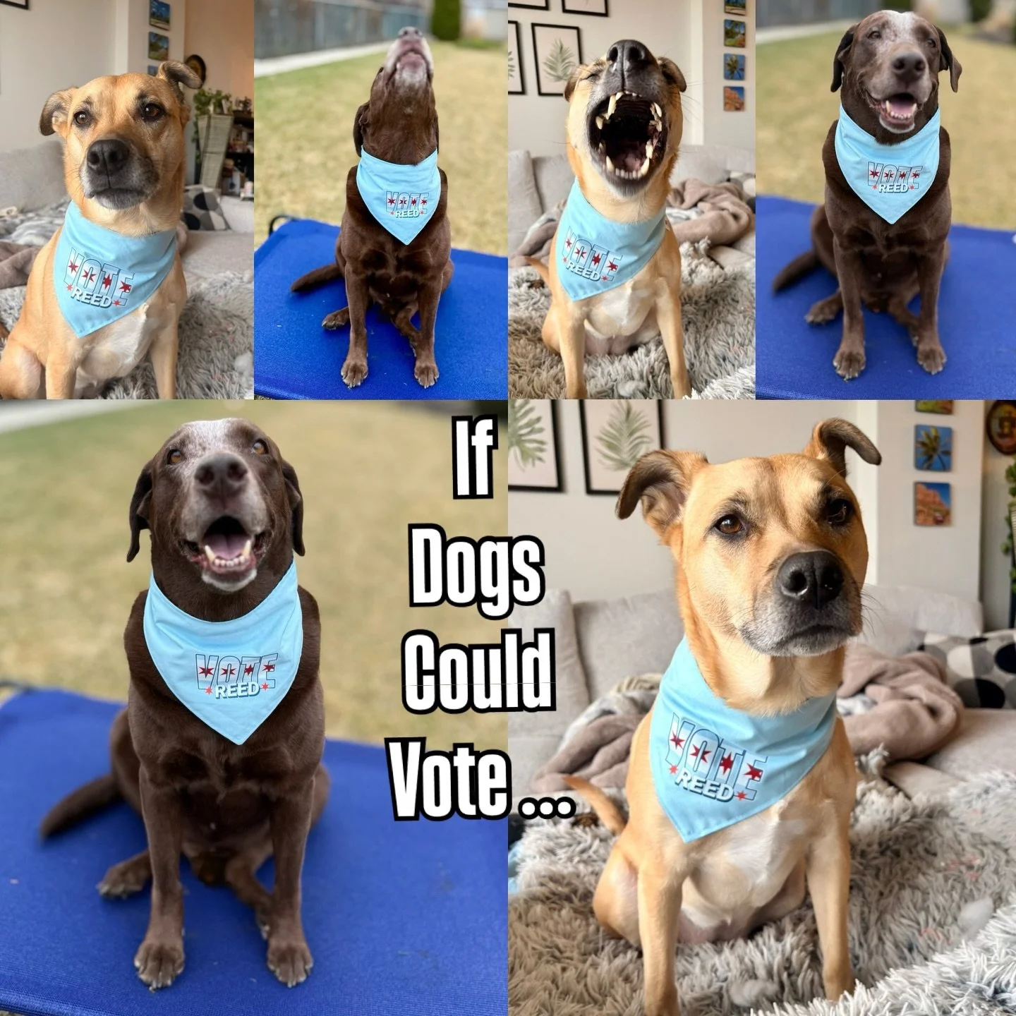Chance and Nova sniffed out the best candidate for IL-07 🐾

#votereed 
@reedforcongress 

Special Thank You to the talented @tanimubodega for designing and handmaking these pawsome bandanas ! 

#vote #dogsofchicago #supportlocalartists #dogsofinstag